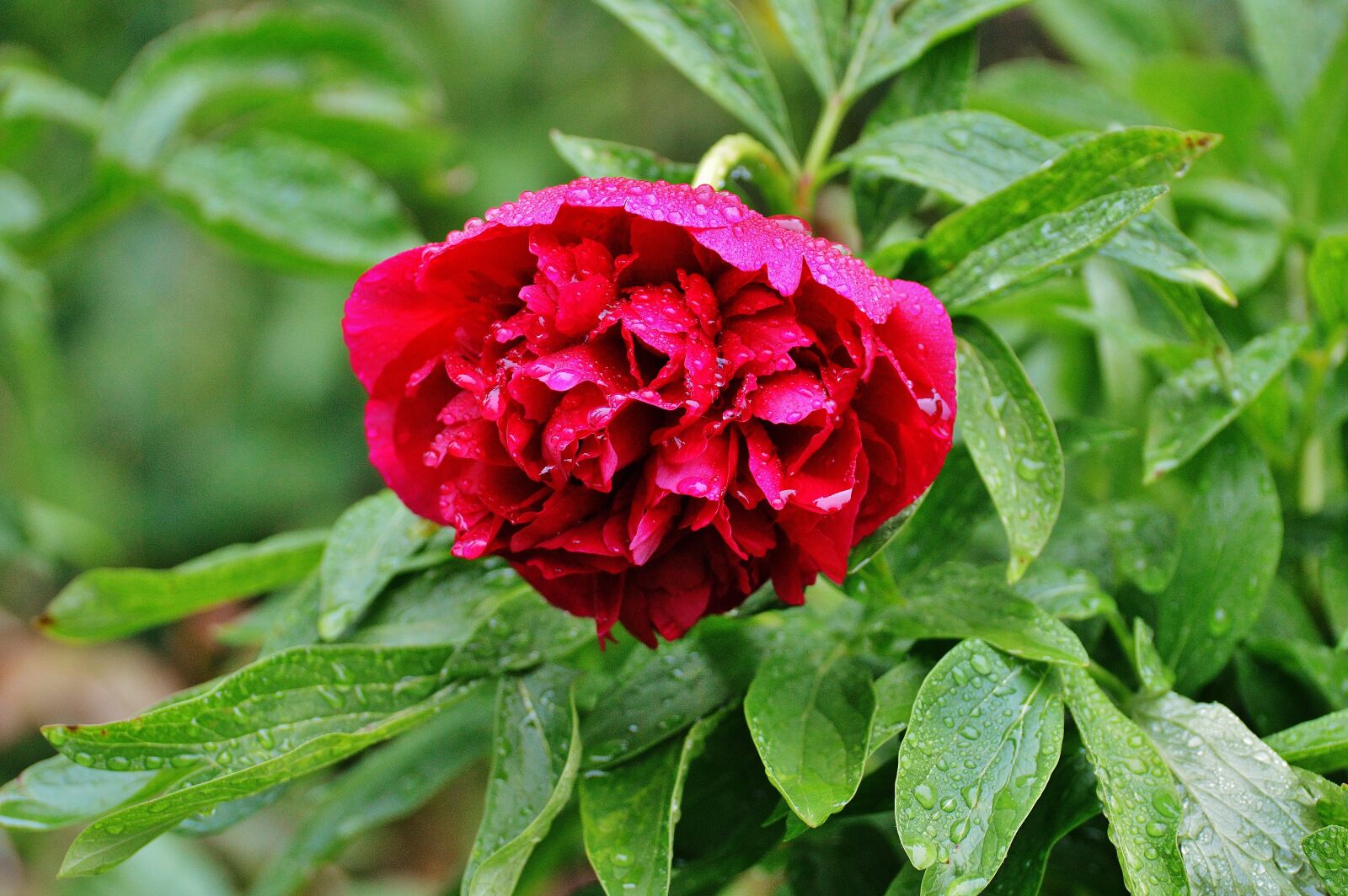 Nikon D3200 sample photo. Peony, rain, drip photography