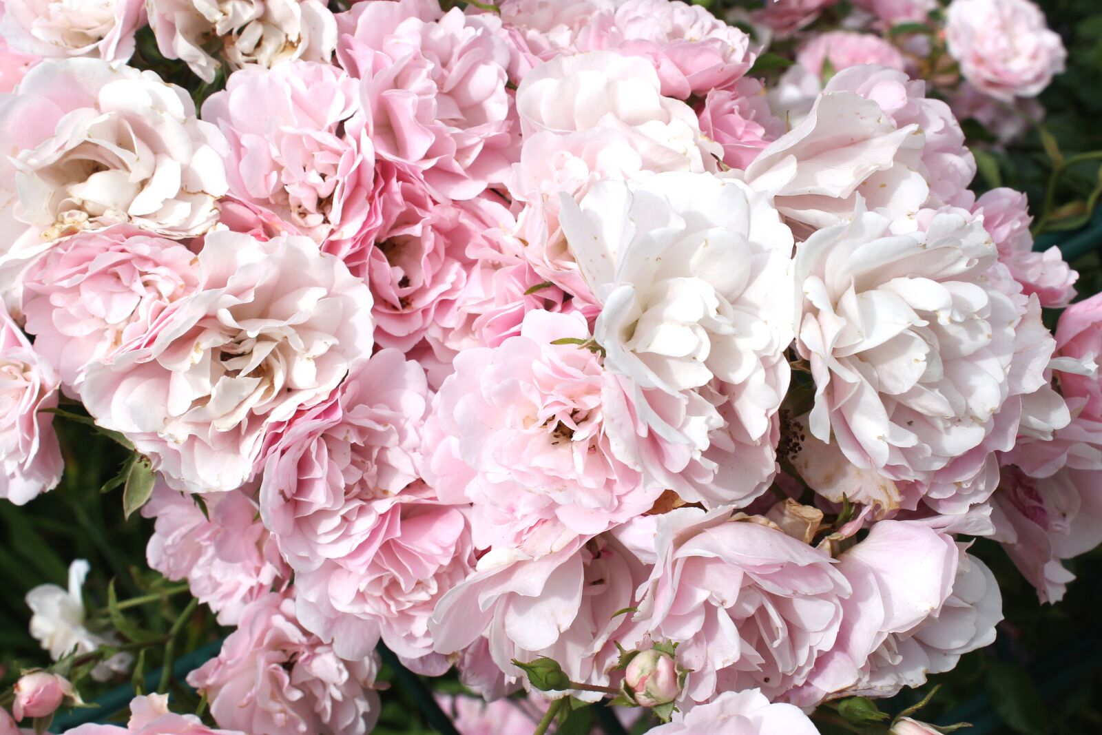 Canon EOS 1100D (EOS Rebel T3 / EOS Kiss X50) sample photo. Rose flower, pink, rose photography