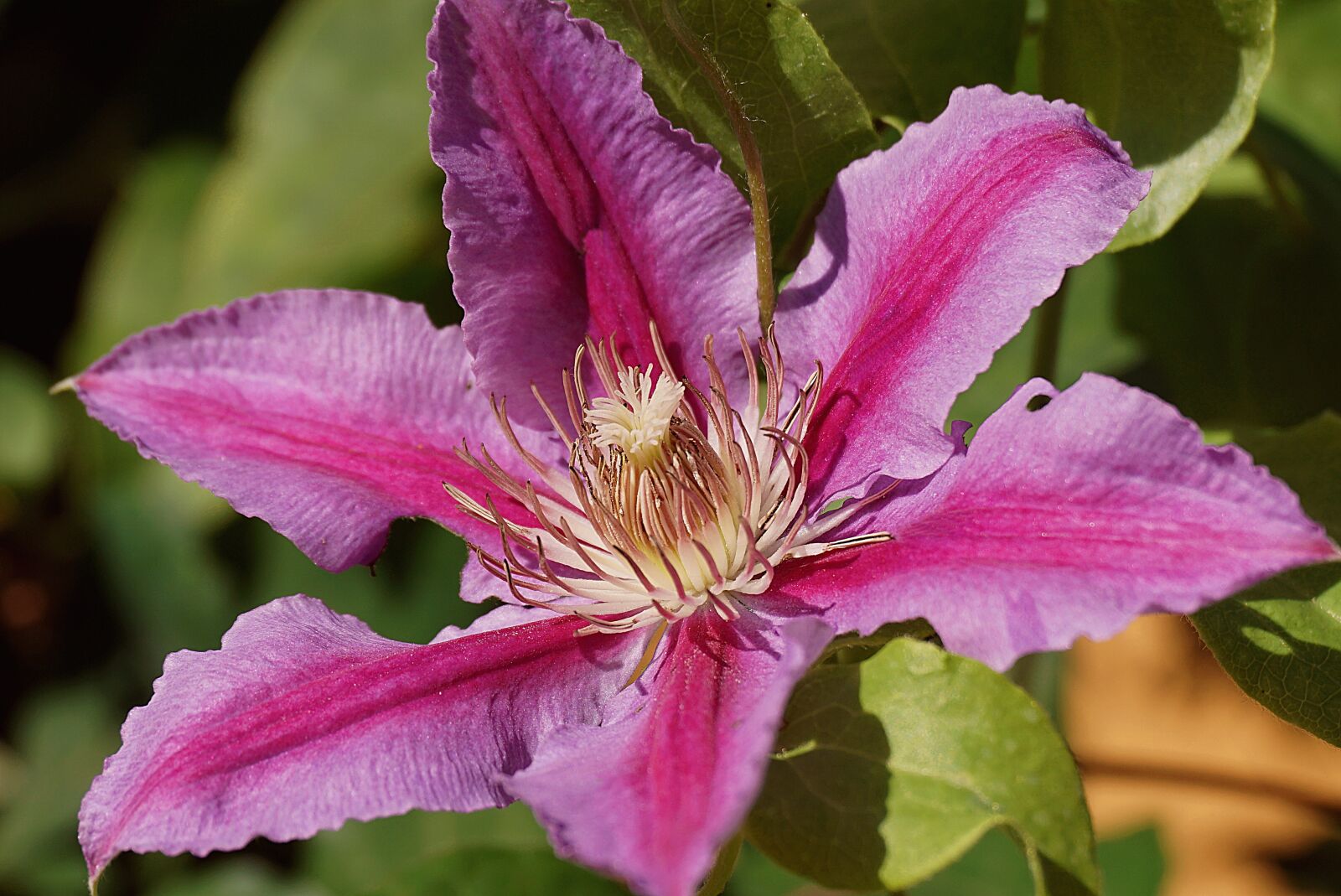 Sony a6000 sample photo. Clematis, blooming, pink photography