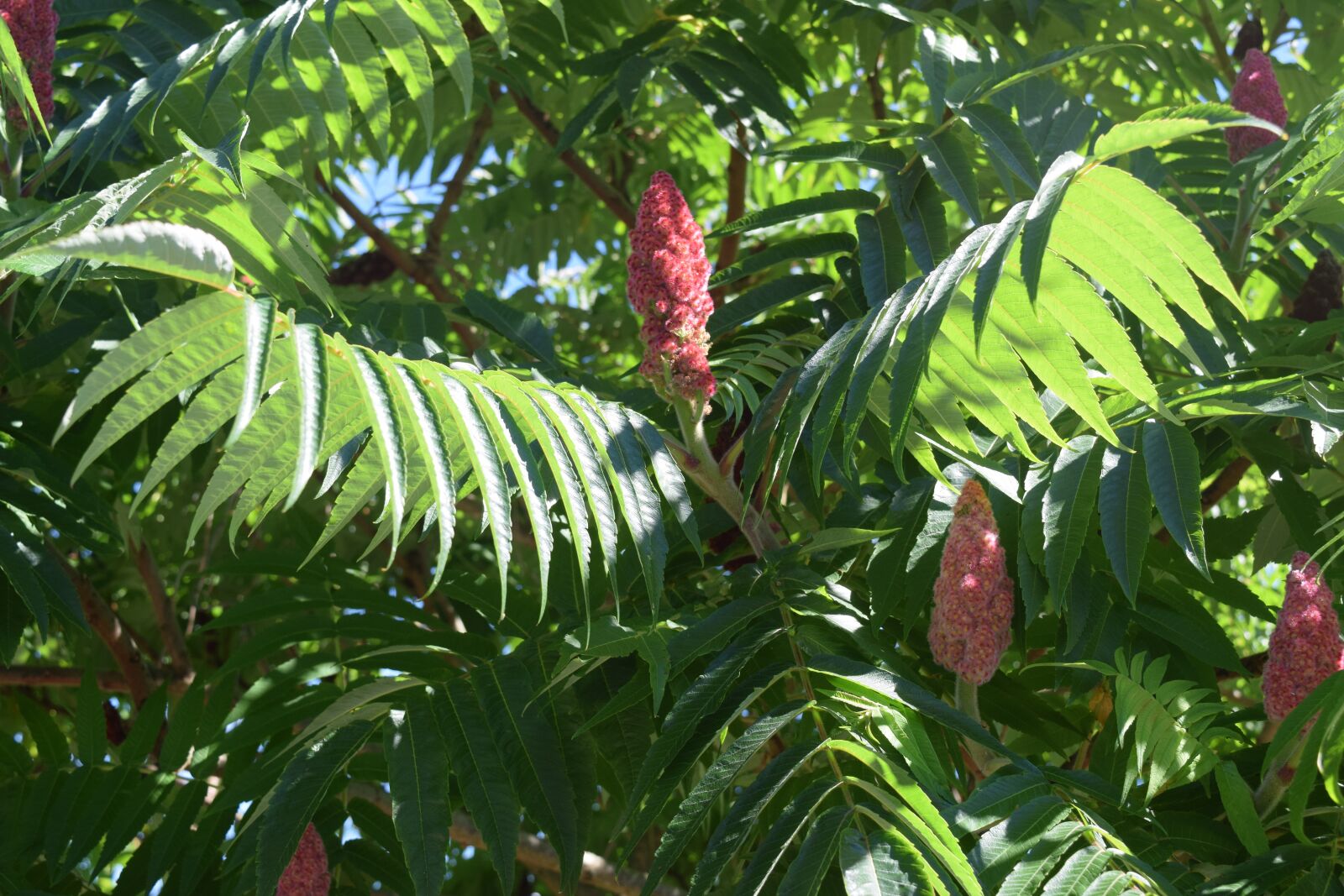Nikon D3300 sample photo. Plant, flower, tropical photography