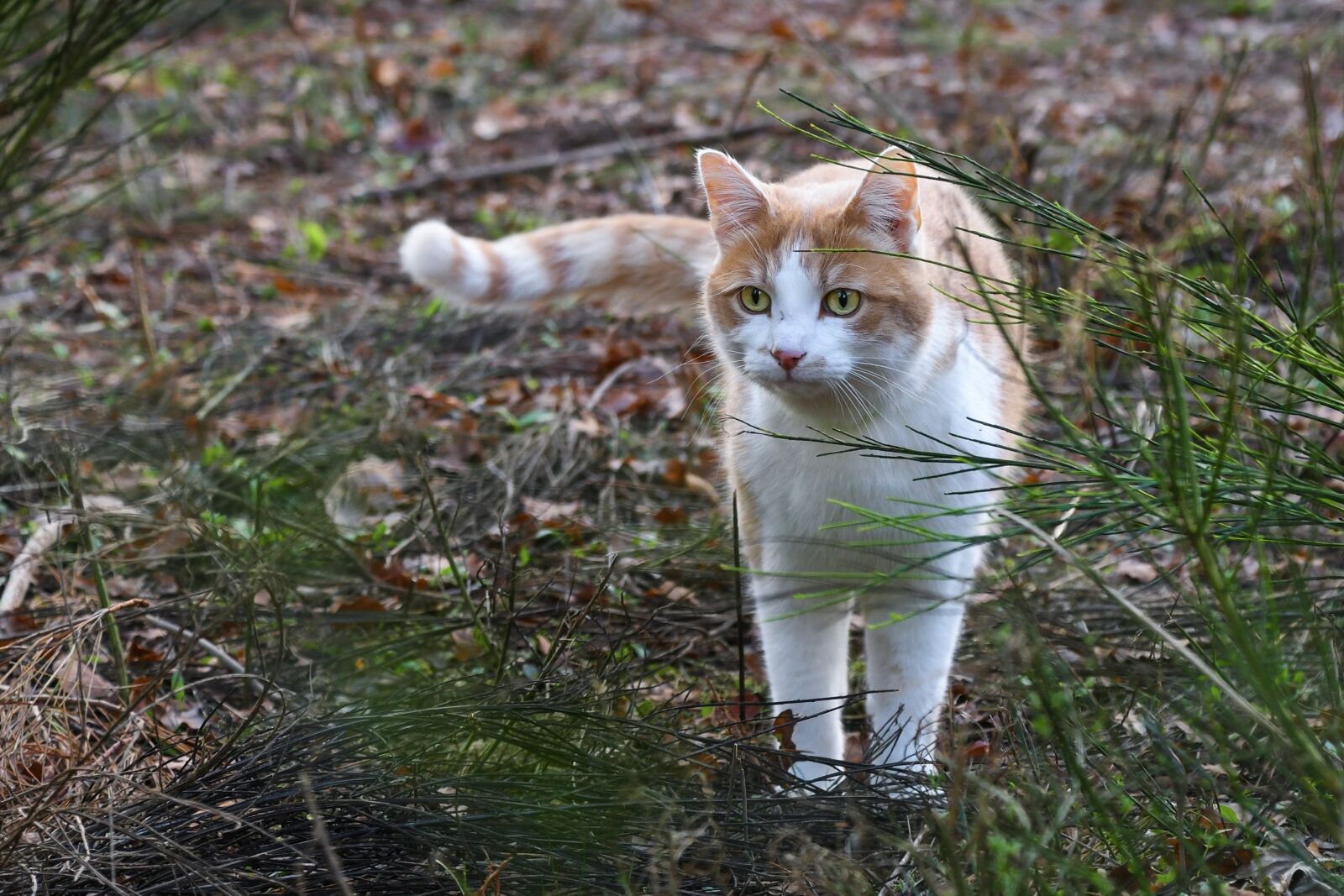 Nikon D500 sample photo. Cat, promenade, animal photography
