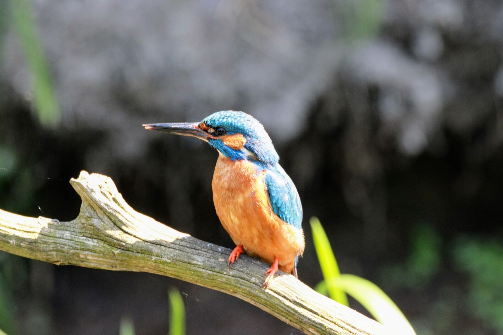 Canon EOS 750D (EOS Rebel T6i / EOS Kiss X8i) sample photo. Birds, nature, wildlife photography