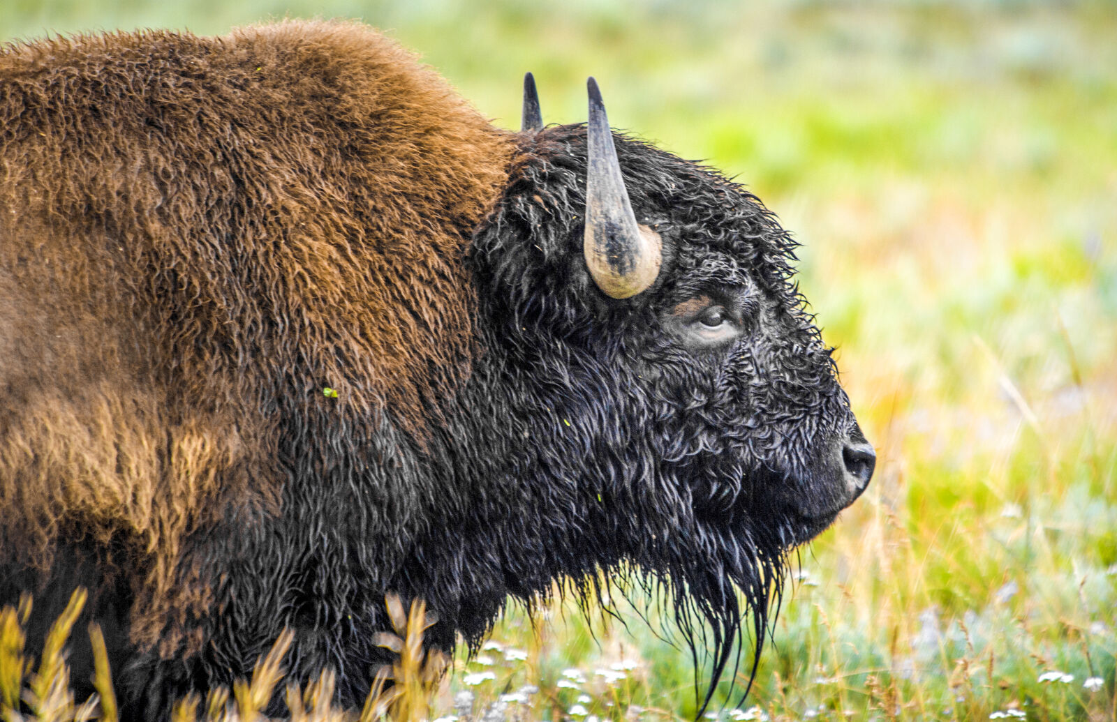 Nikon D3S sample photo. Animal, bison, wild, animal photography