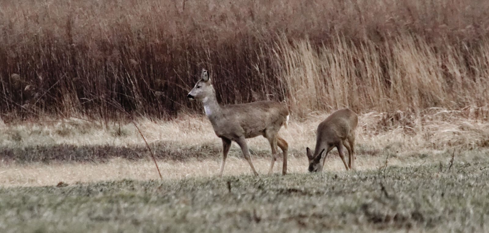 Nikon D3200 sample photo. Deer, roe photography