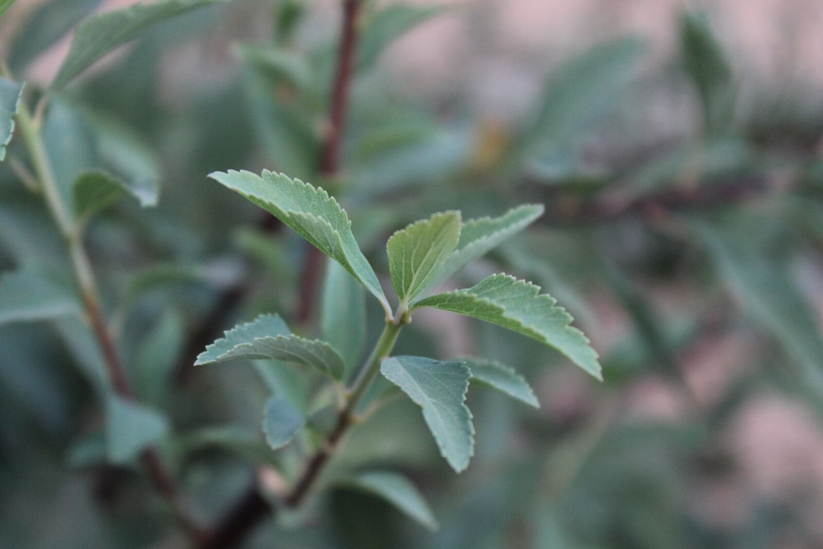 Canon EOS 1100D (EOS Rebel T3 / EOS Kiss X50) sample photo. Plant, green, nature photography