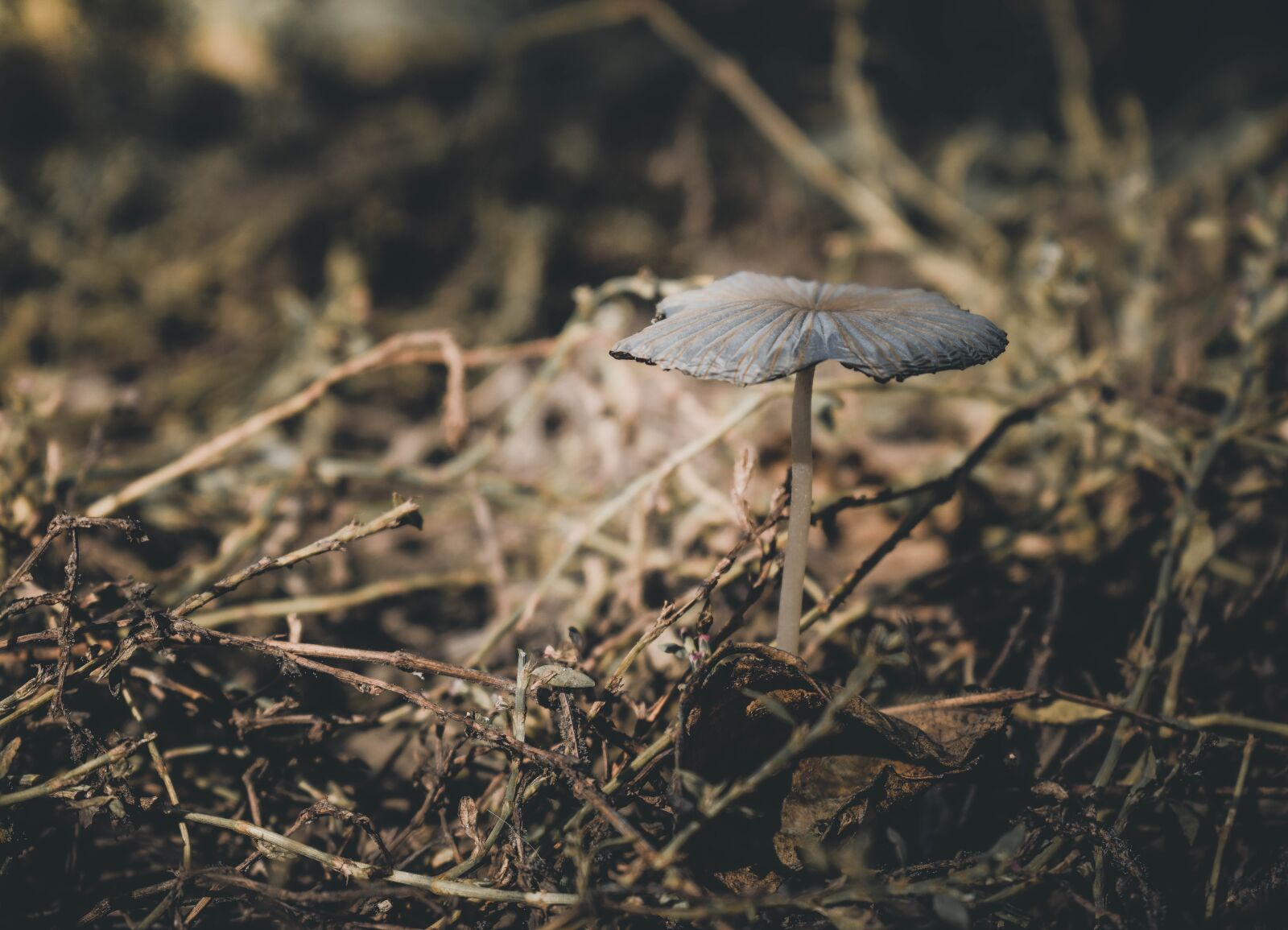 Nikon D5300 sample photo. Mushroom, forest, nature photography