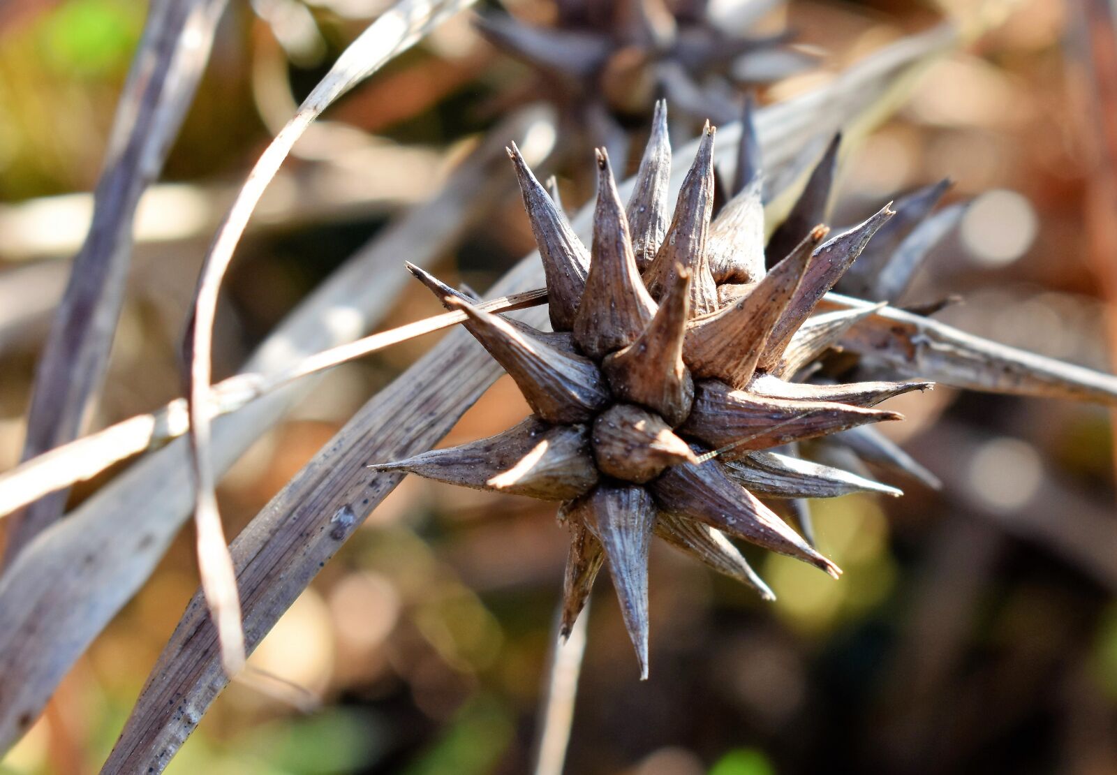 Nikon D5500 sample photo. Grass, morning star, seeds photography