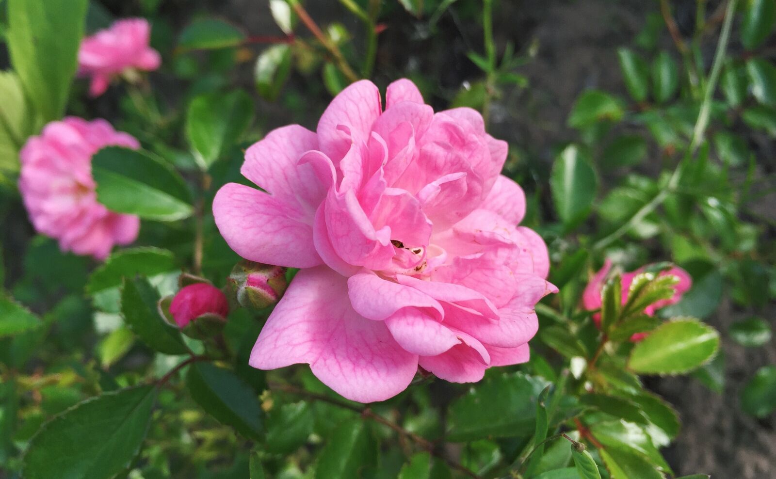 Apple iPhone 6 sample photo. Rose, garden, flowers photography