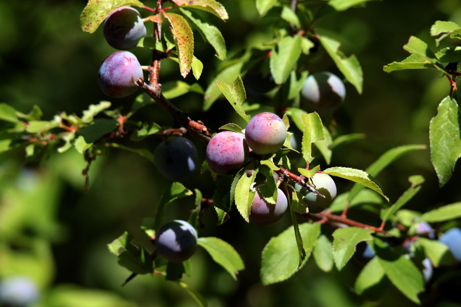Canon EOS 7D Mark II sample photo. Blackthorn, sloe, fruit photography