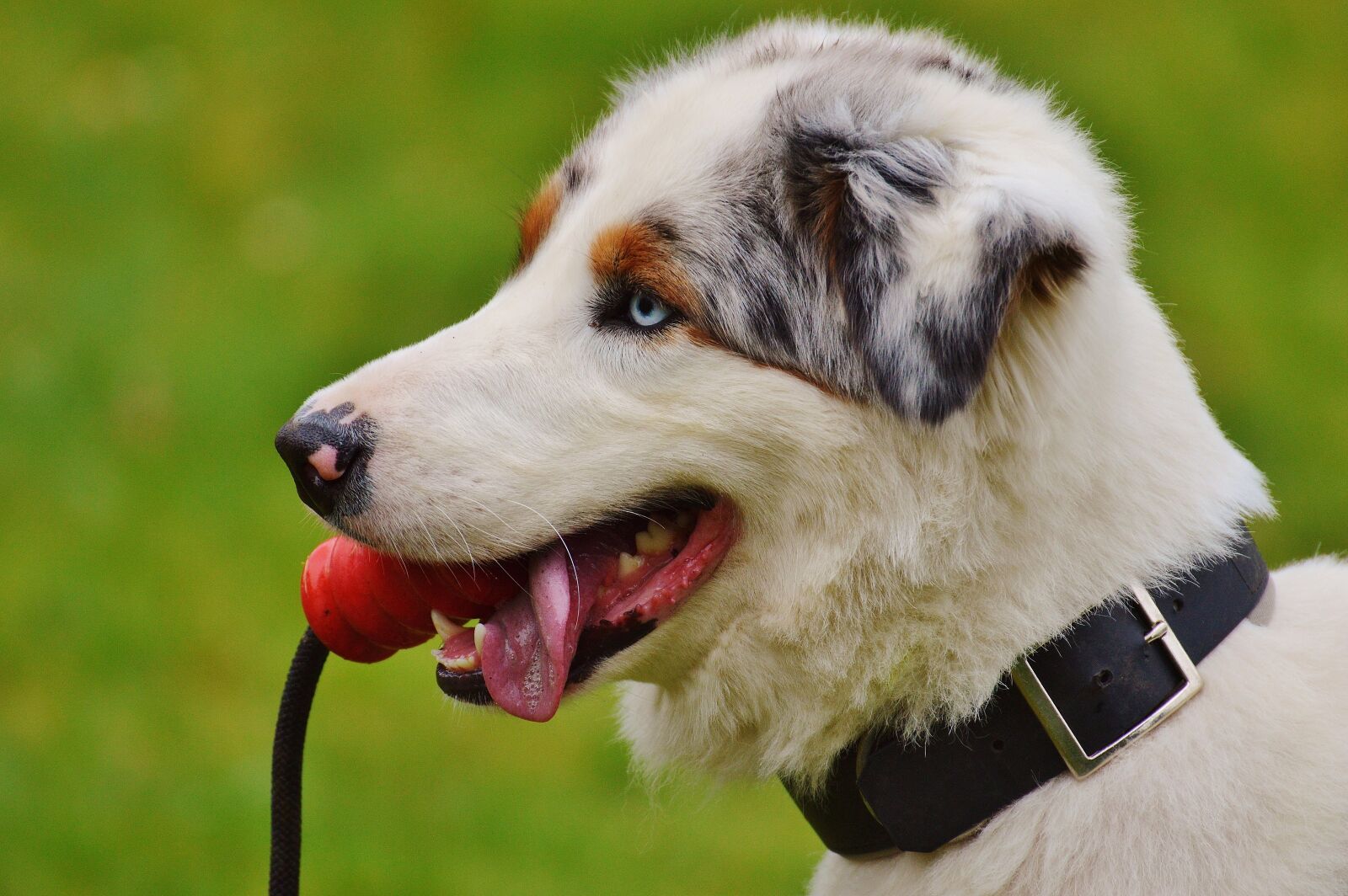 Nikon D3200 sample photo. Dog, play, meadow photography