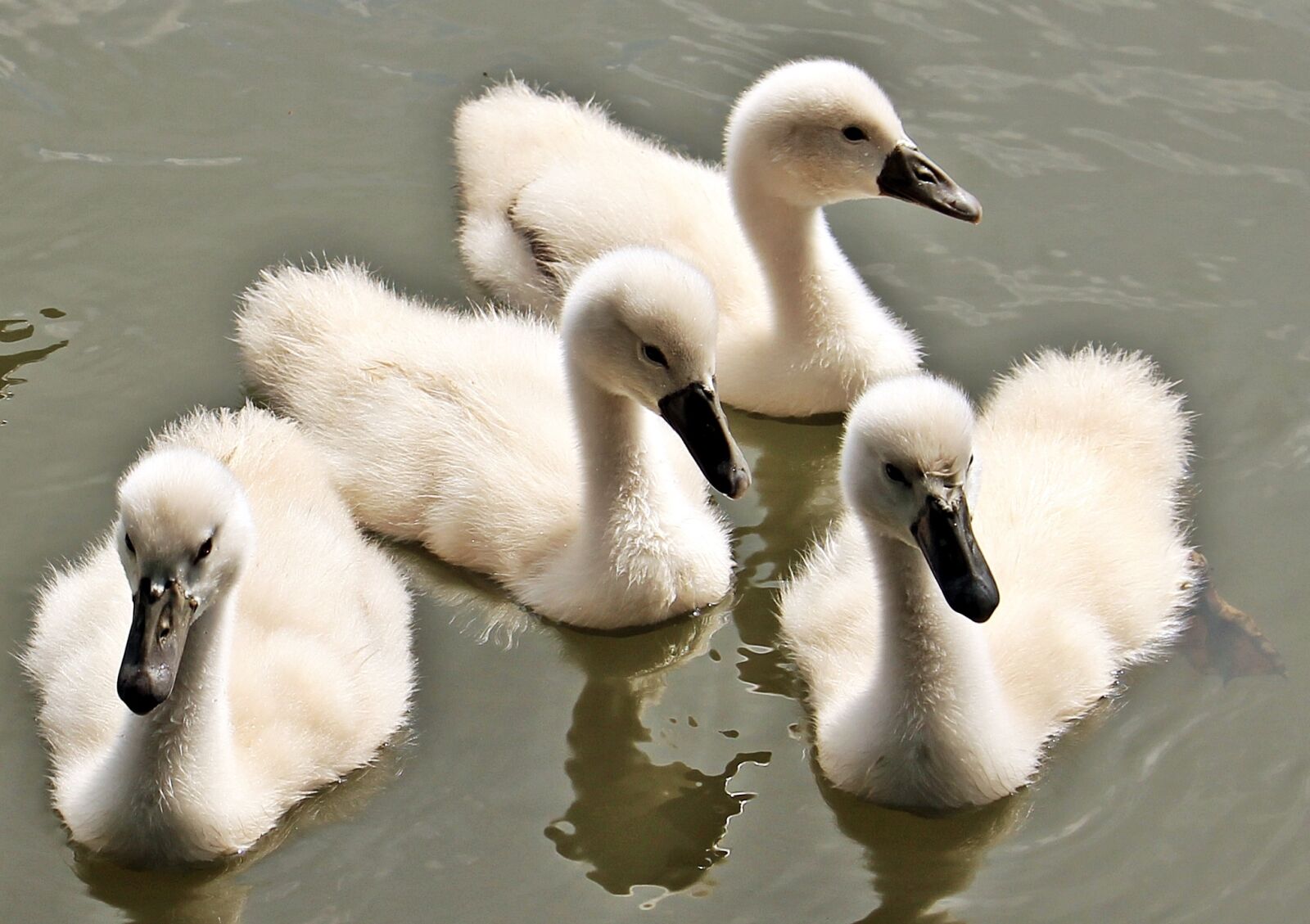 Canon EOS 550D (EOS Rebel T2i / EOS Kiss X4) sample photo. Swan, baby swan, baby photography