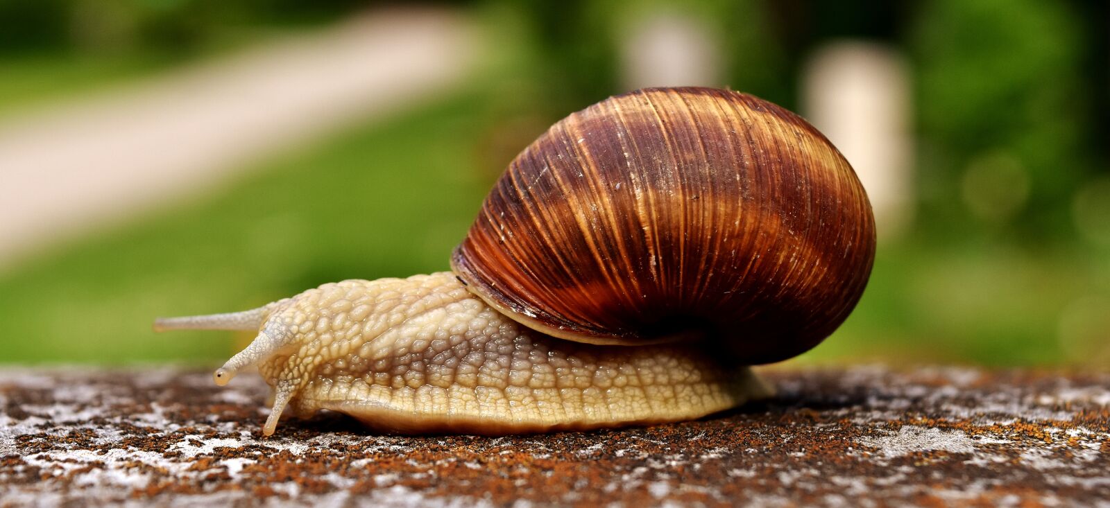 Nikon D7200 sample photo. Snail, animal, house photography