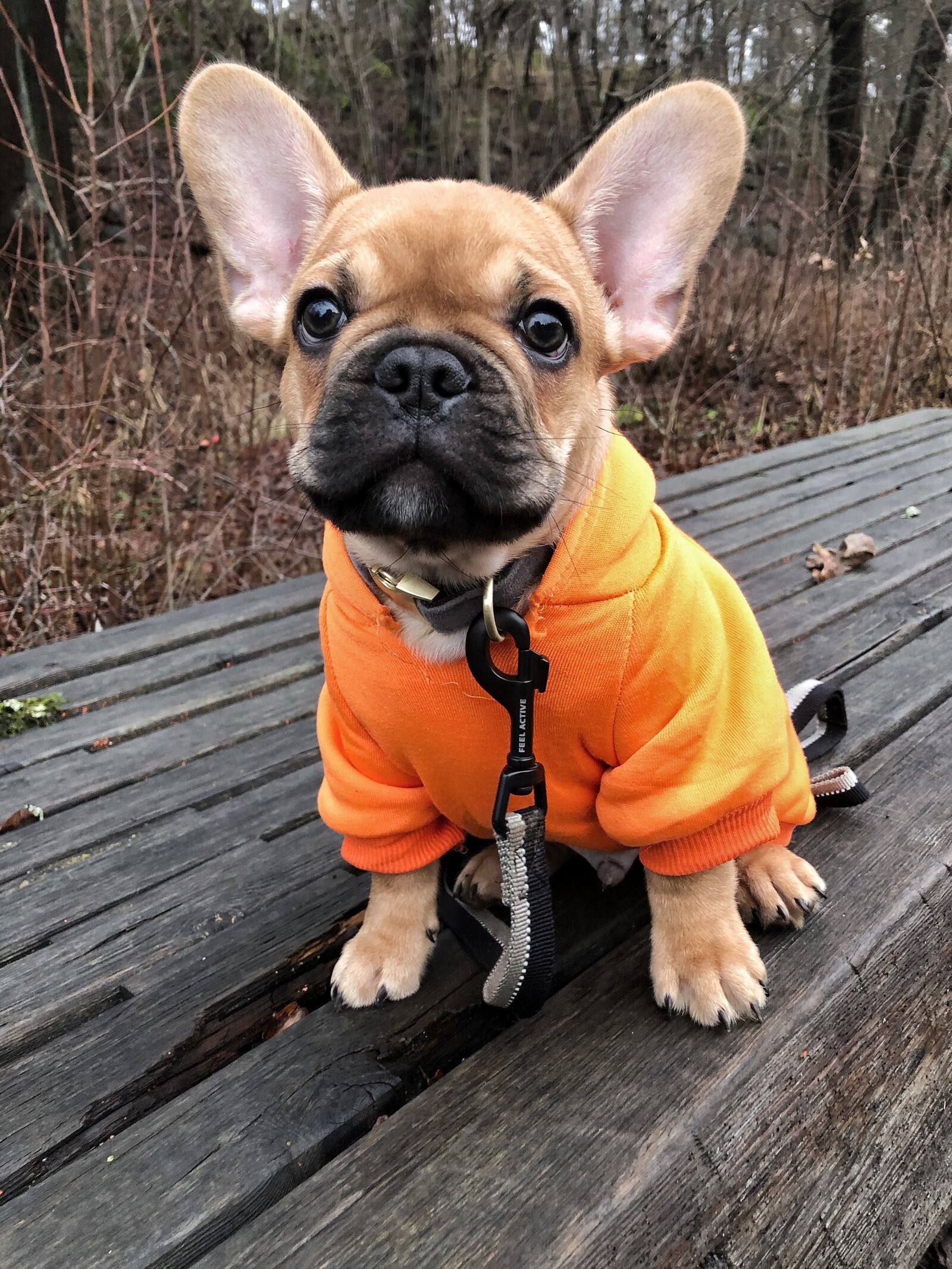 iPhone 8 back camera 3.99mm f/1.8 sample photo. Dog, puppy, frenchie photography