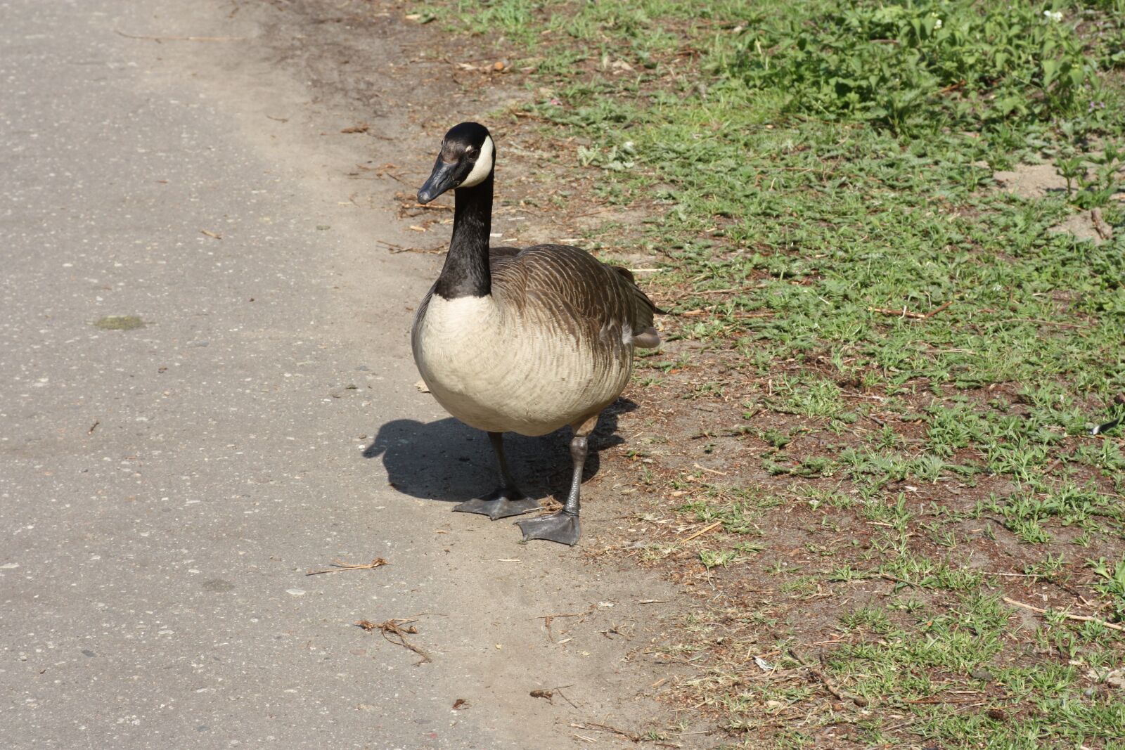 Canon EOS 450D (EOS Rebel XSi / EOS Kiss X2) sample photo. Duck, drake photography