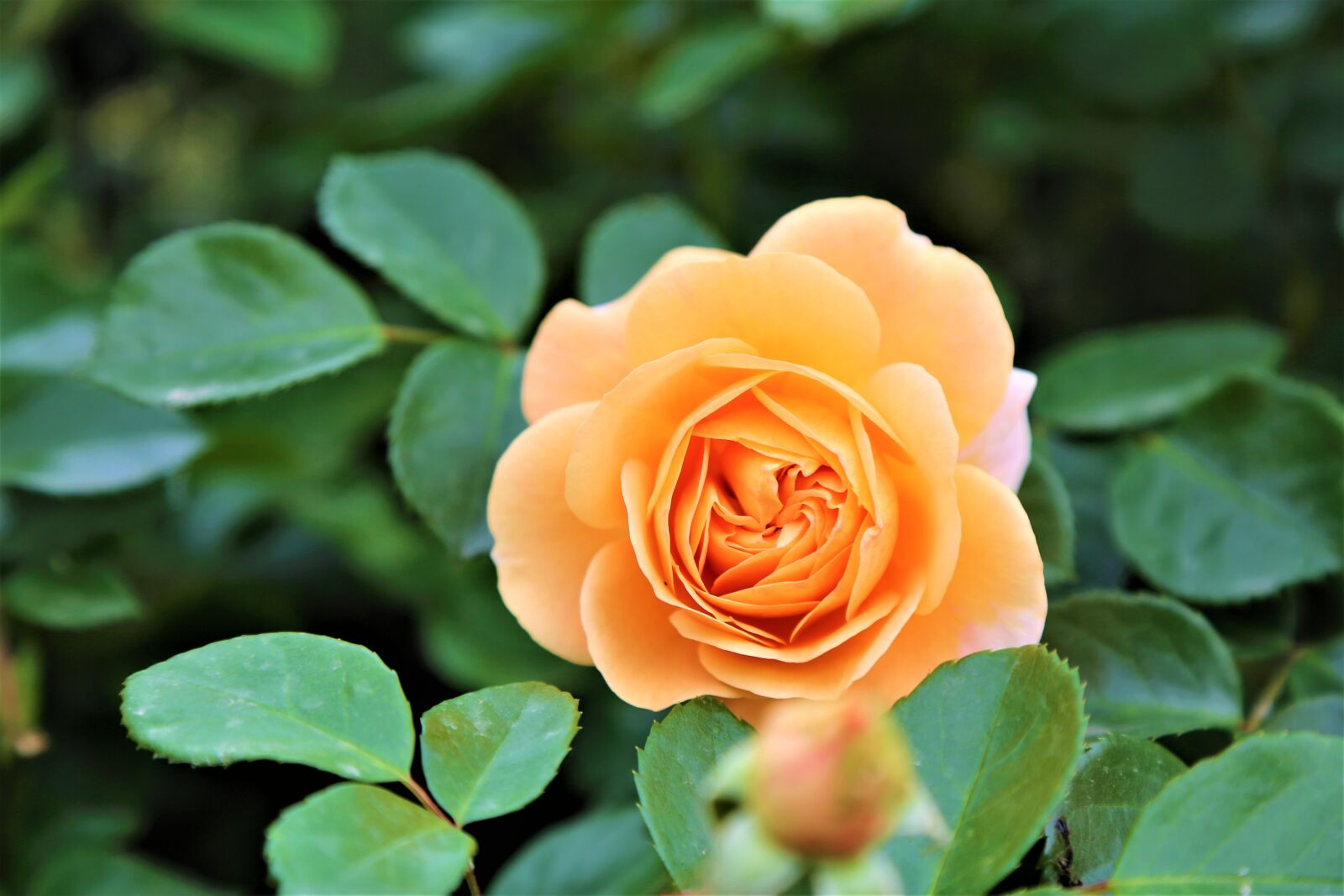 Canon EF 24-105mm F4L IS USM sample photo. Rose, sar g l photography