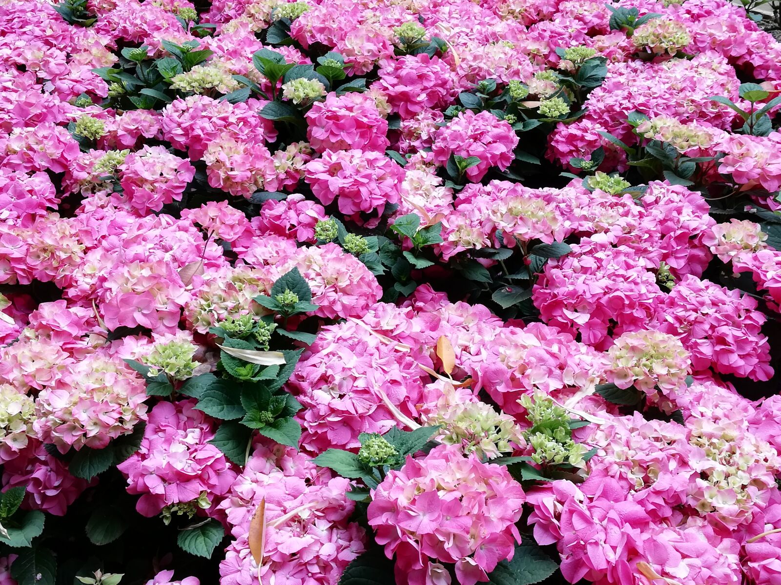 HUAWEI Mate 10 Lite sample photo. Hydrangeas, murcia, flower photography