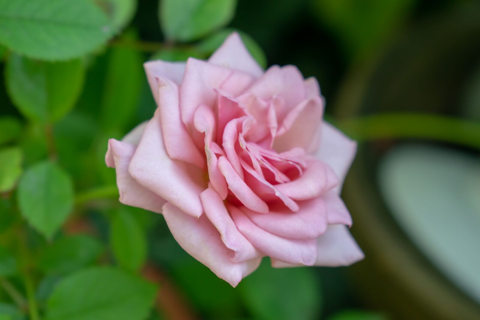 Nikon D3300 sample photo. Flower, nature, garden photography