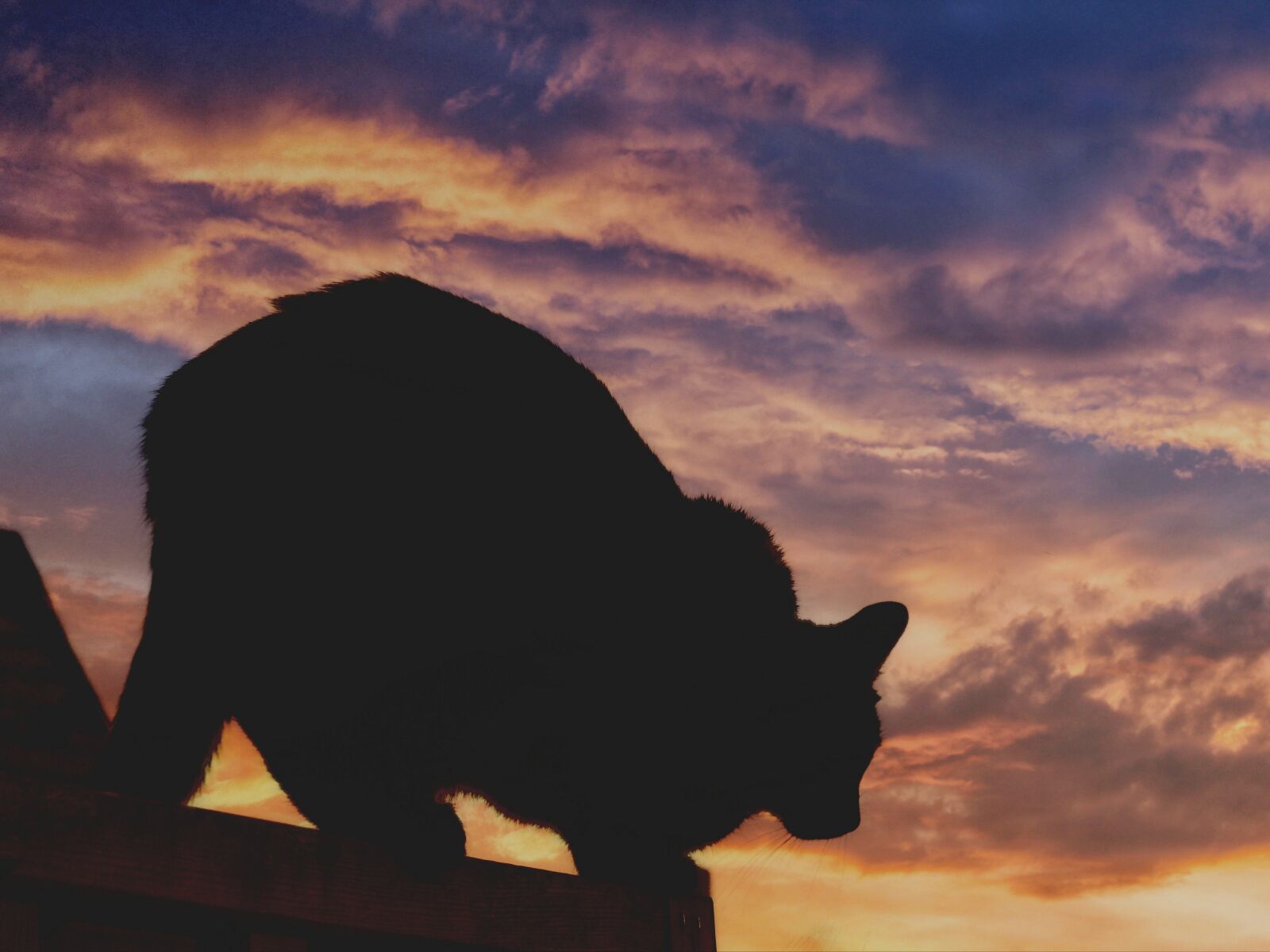 Canon EOS 1300D (EOS Rebel T6 / EOS Kiss X80) sample photo. Cat, silhouette, sunset photography
