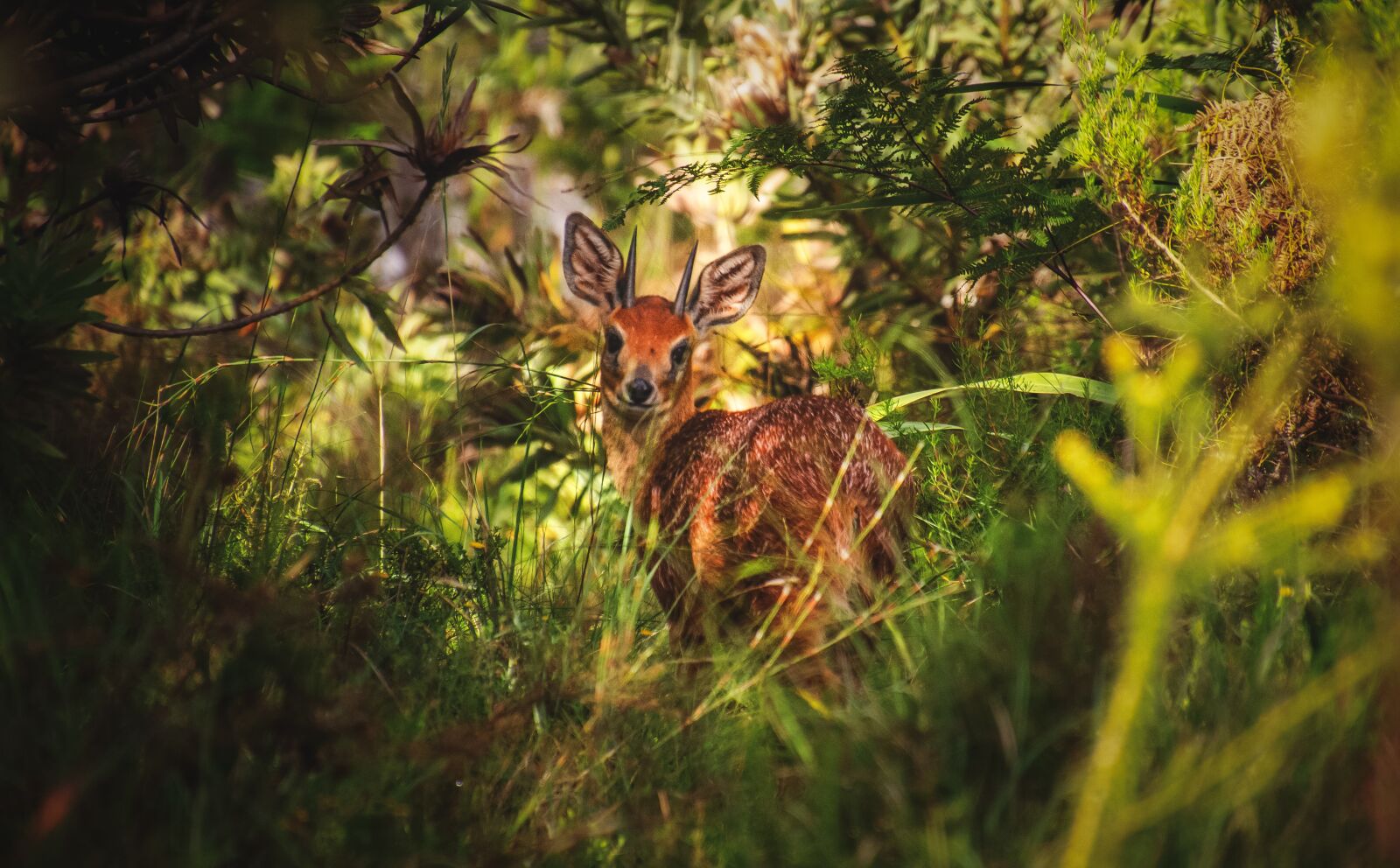 Nikon D7000 sample photo. Grysbok, deer, antelope photography