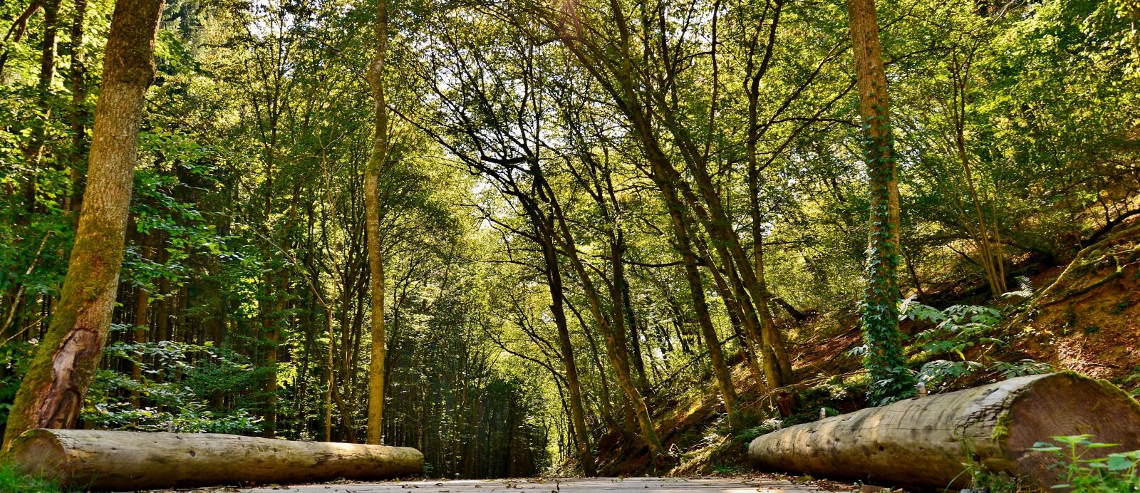 Nikon D600 sample photo. Forest path, nature, forest photography