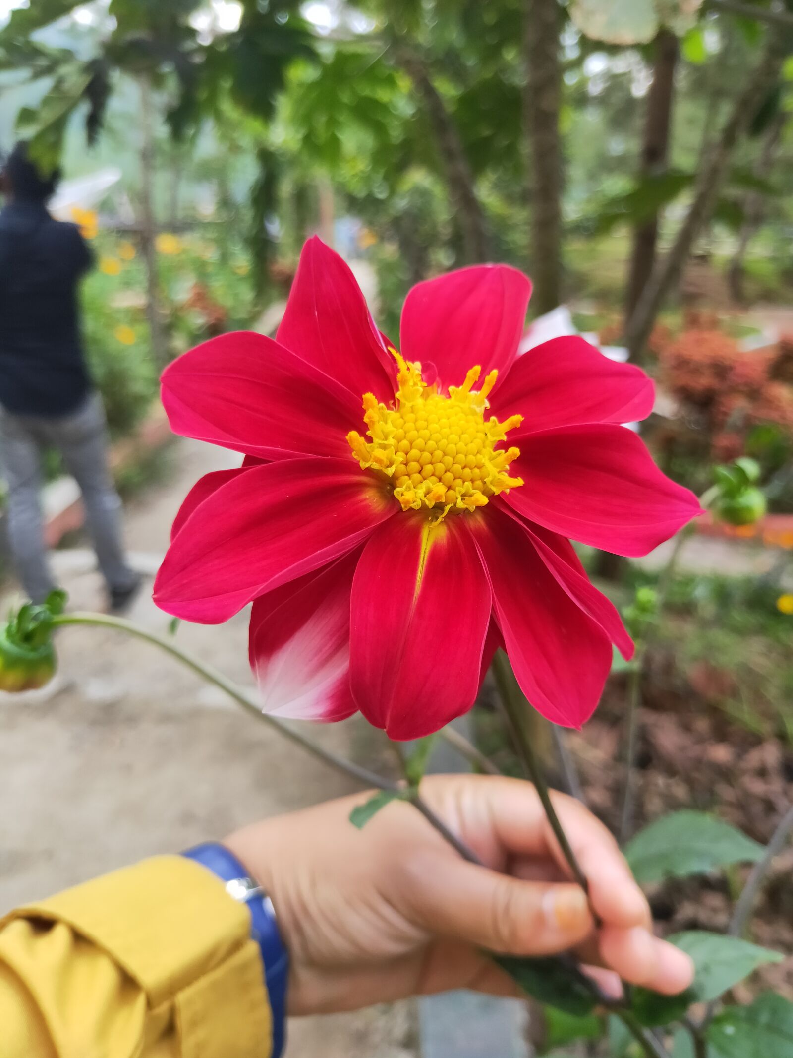 OPPO K3 sample photo. Flowers, red, beautiful photography