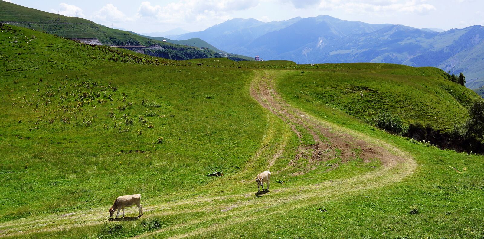 Sony Alpha NEX-7 sample photo. Mountains, cattle, grazing photography