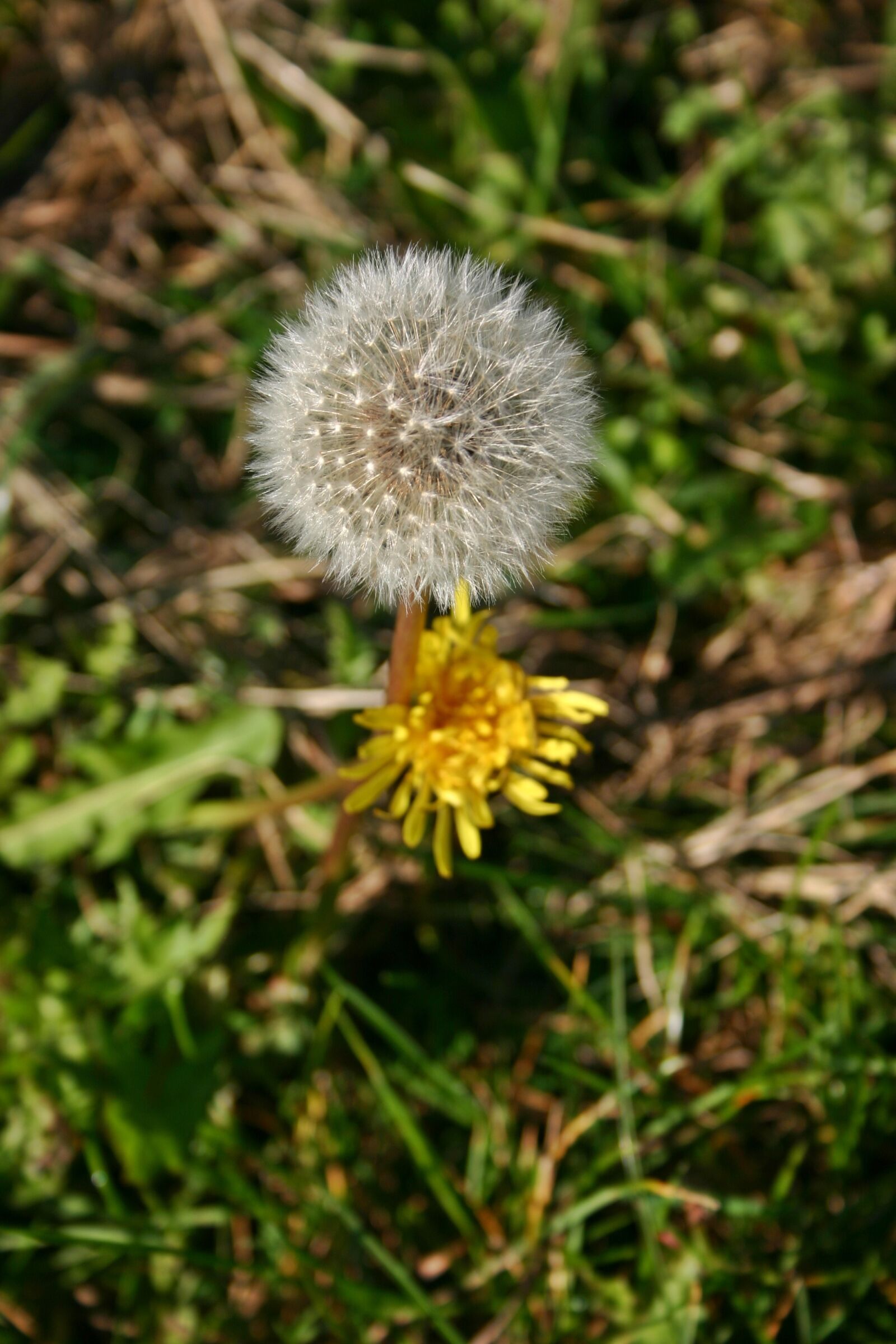 Canon EOS 300D (EOS Digital Rebel / EOS Kiss Digital) sample photo. Dandelion, plant, autumn photography