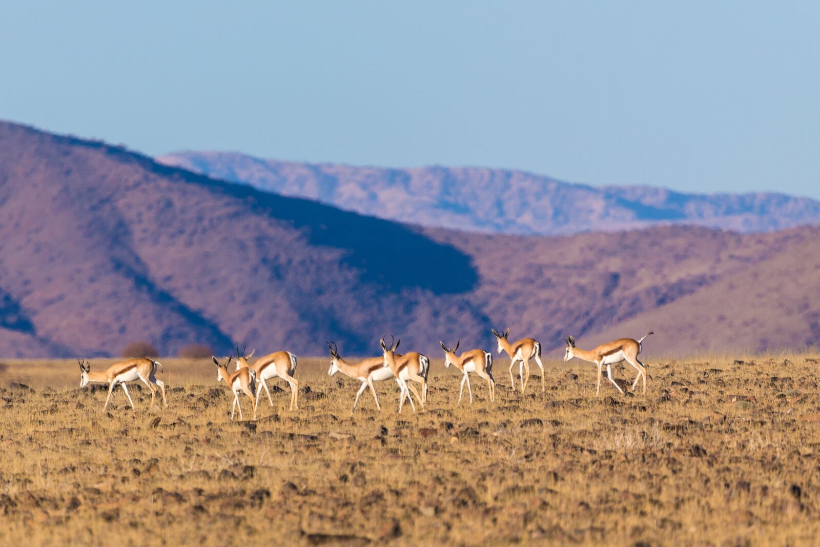 150-600mm F5-6.3 DG OS HSM | Contemporary 015 sample photo. Springbok, springbok herd, flock photography