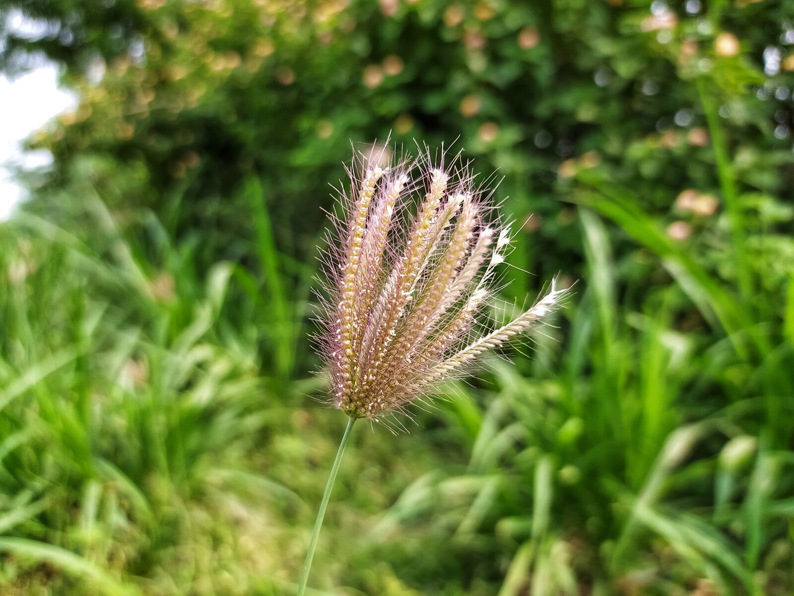 Xiaomi Redmi Note 8 sample photo. Captionplus, photography, photooftheday photography