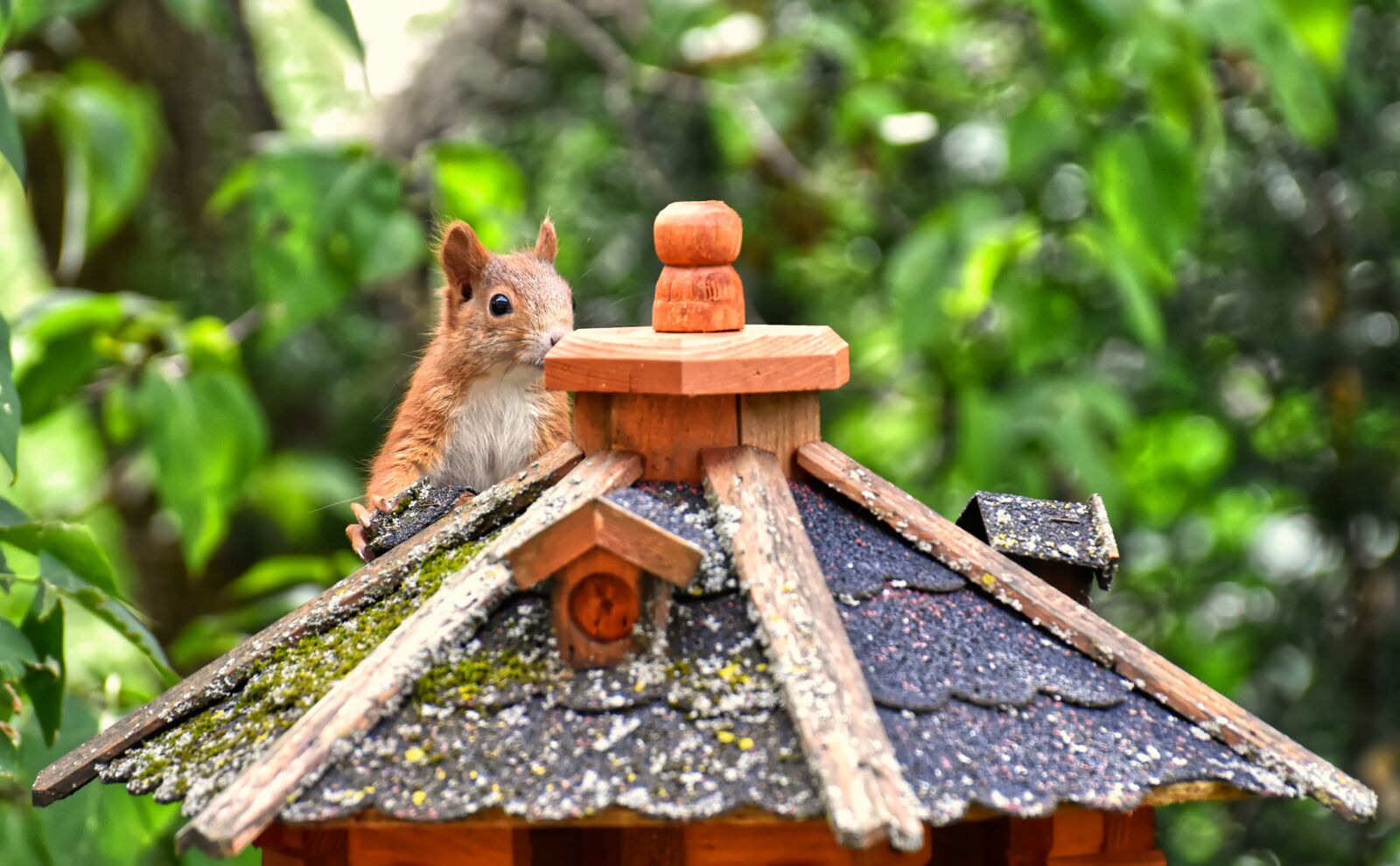 Nikon D7200 sample photo. Squirrel, nager, cute photography
