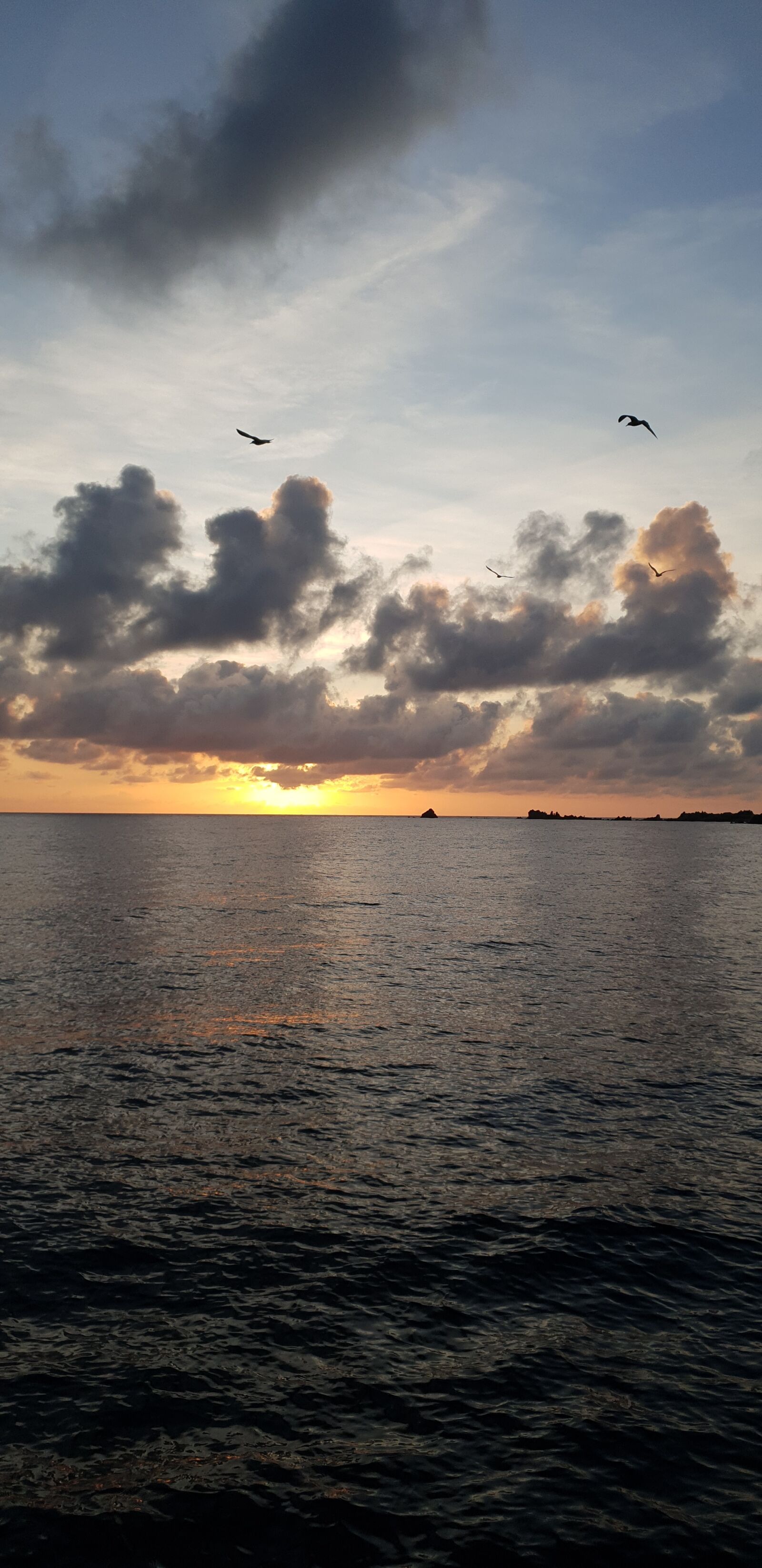 Samsung Galaxy Note9 sample photo. Ile, bloodthirsty, corsican photography