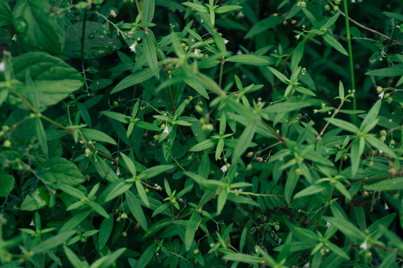 Sony E 16-50mm F3.5-5.6 PZ OSS sample photo. Grass photography
