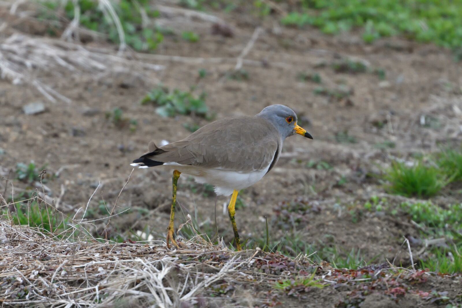 Nikon D500 sample photo. Bird, wild animals, natural photography