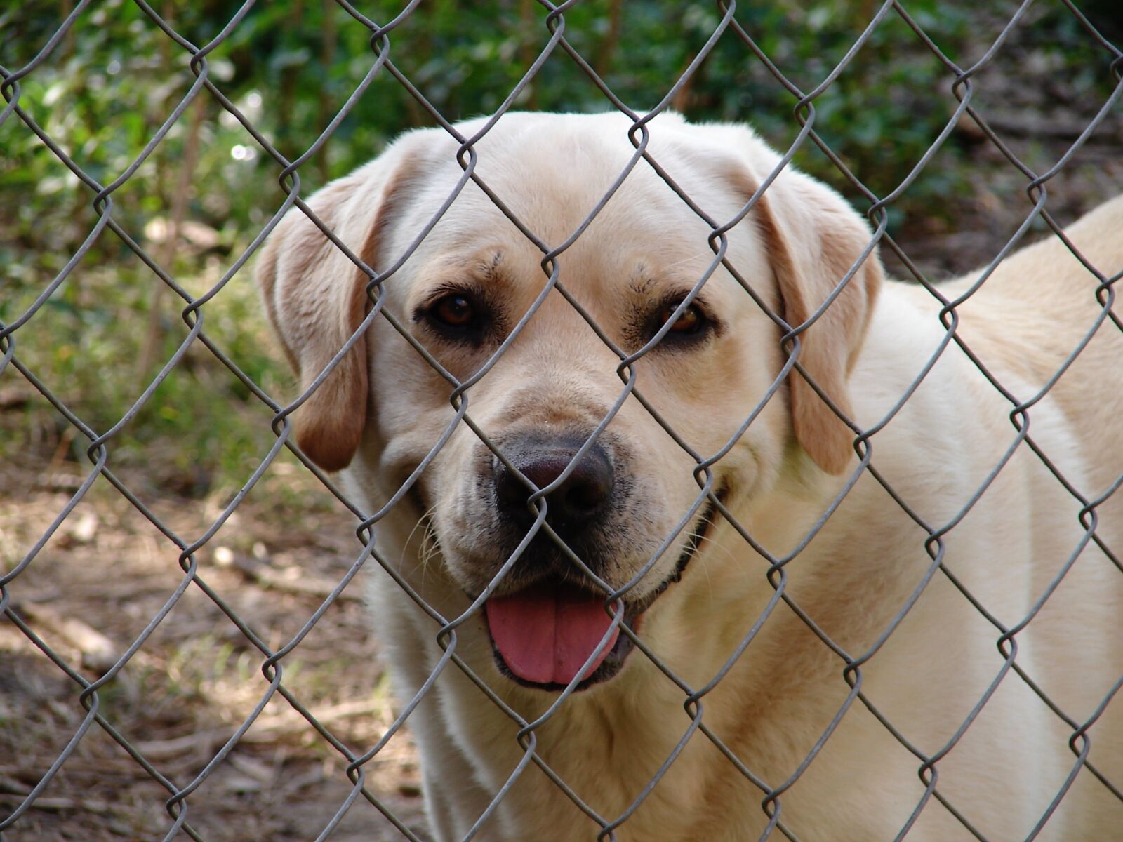 Sony DSC-H1 sample photo. Fence, dog, yellow lab photography