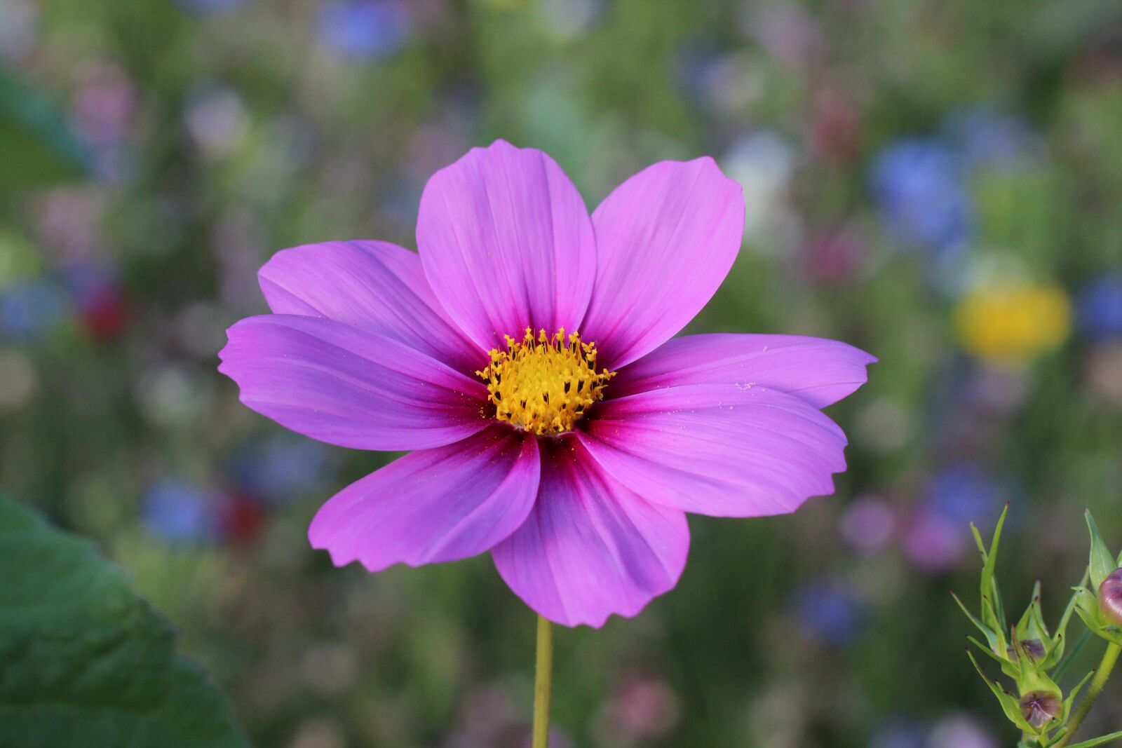 Canon EOS 600D (Rebel EOS T3i / EOS Kiss X5) sample photo. Blossom, bloom, purple photography