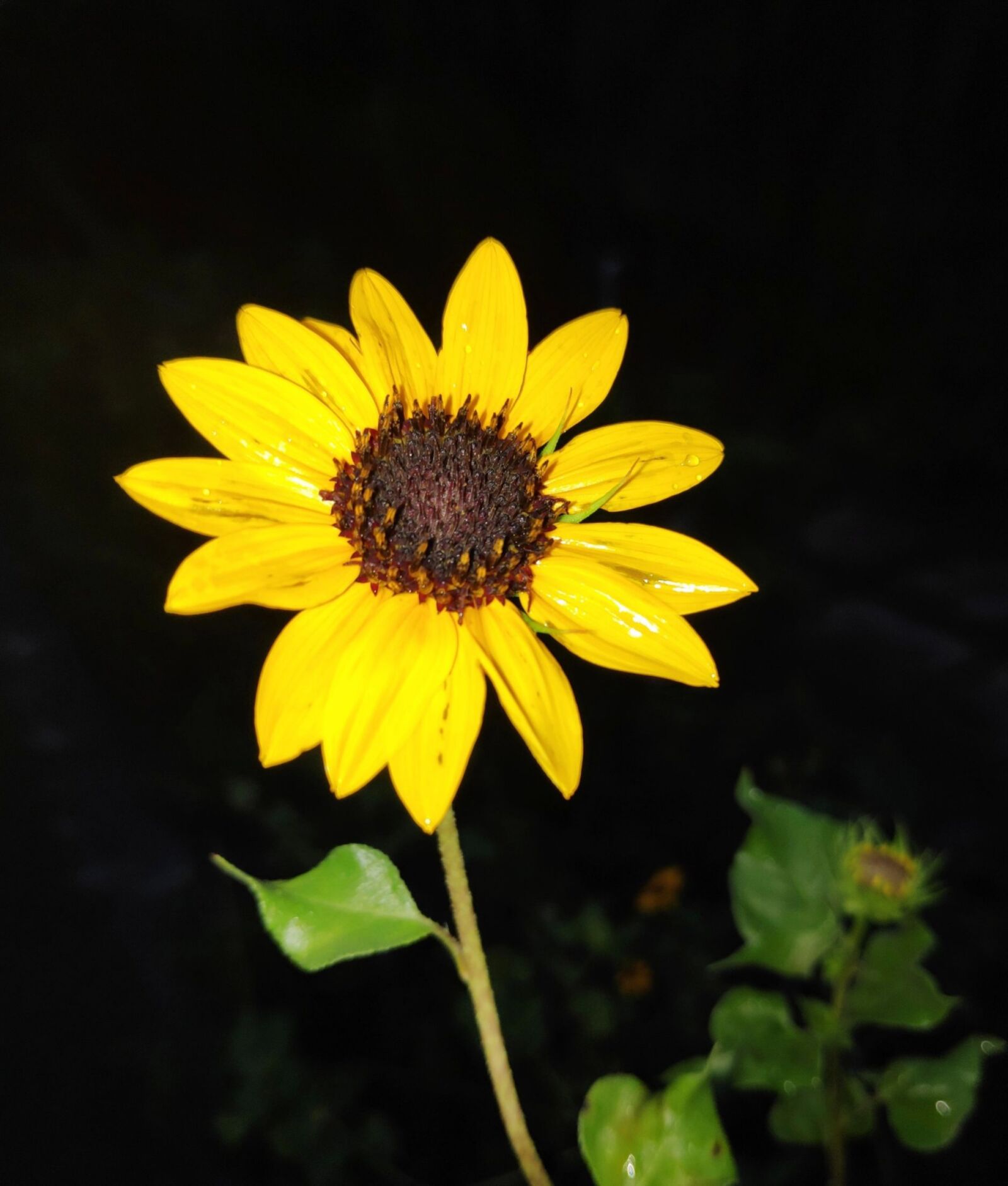 Sony a7R III sample photo. Sunflower, macro shot, flowers photography