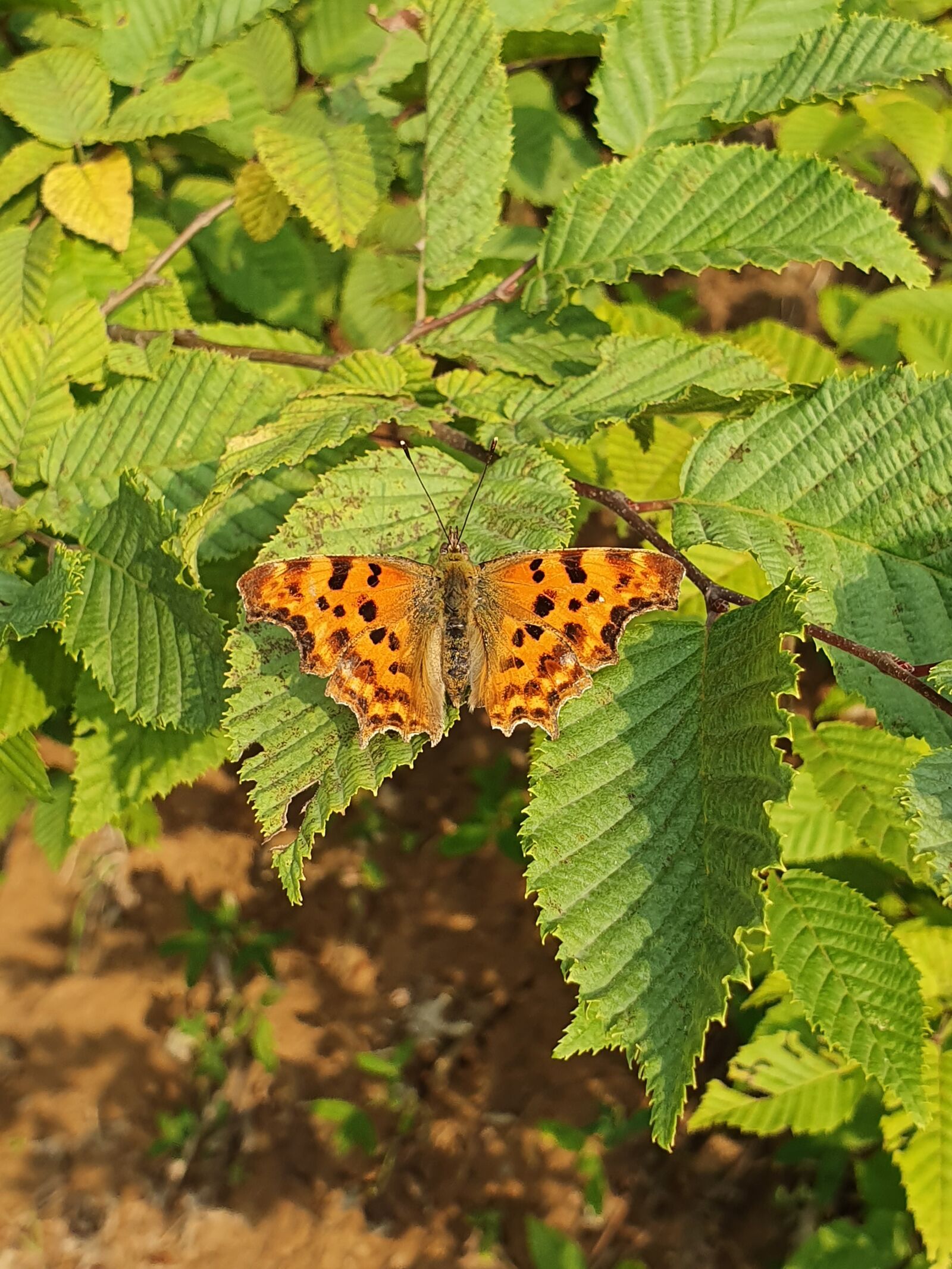 Samsung Galaxy S10 sample photo. Butterfly, nature, landscape photography