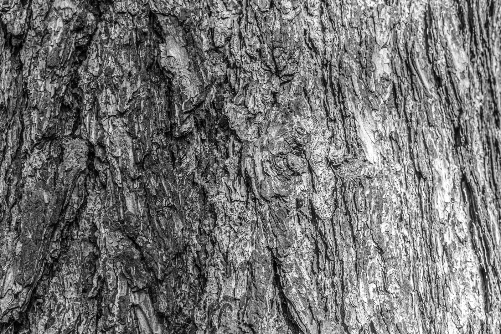 Nikon D5300 sample photo. Bark, tree bark, black photography