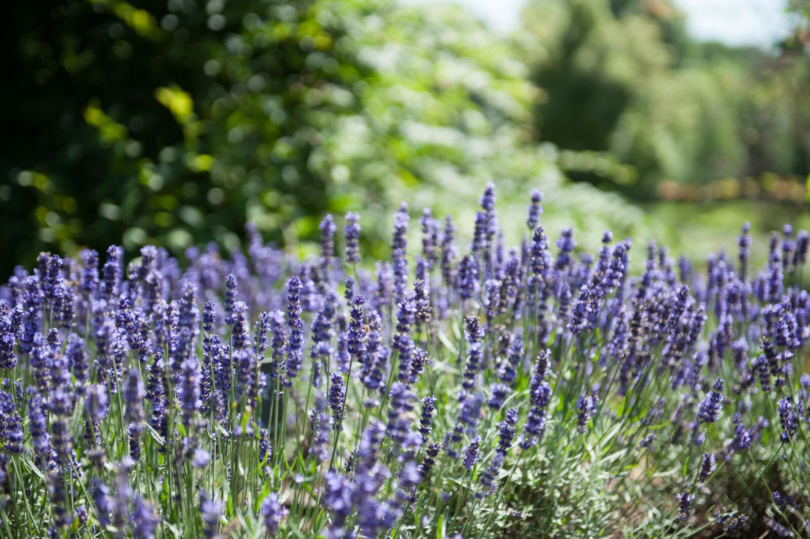 Nikon D700 sample photo. Medicinal plants, plants, lavender photography