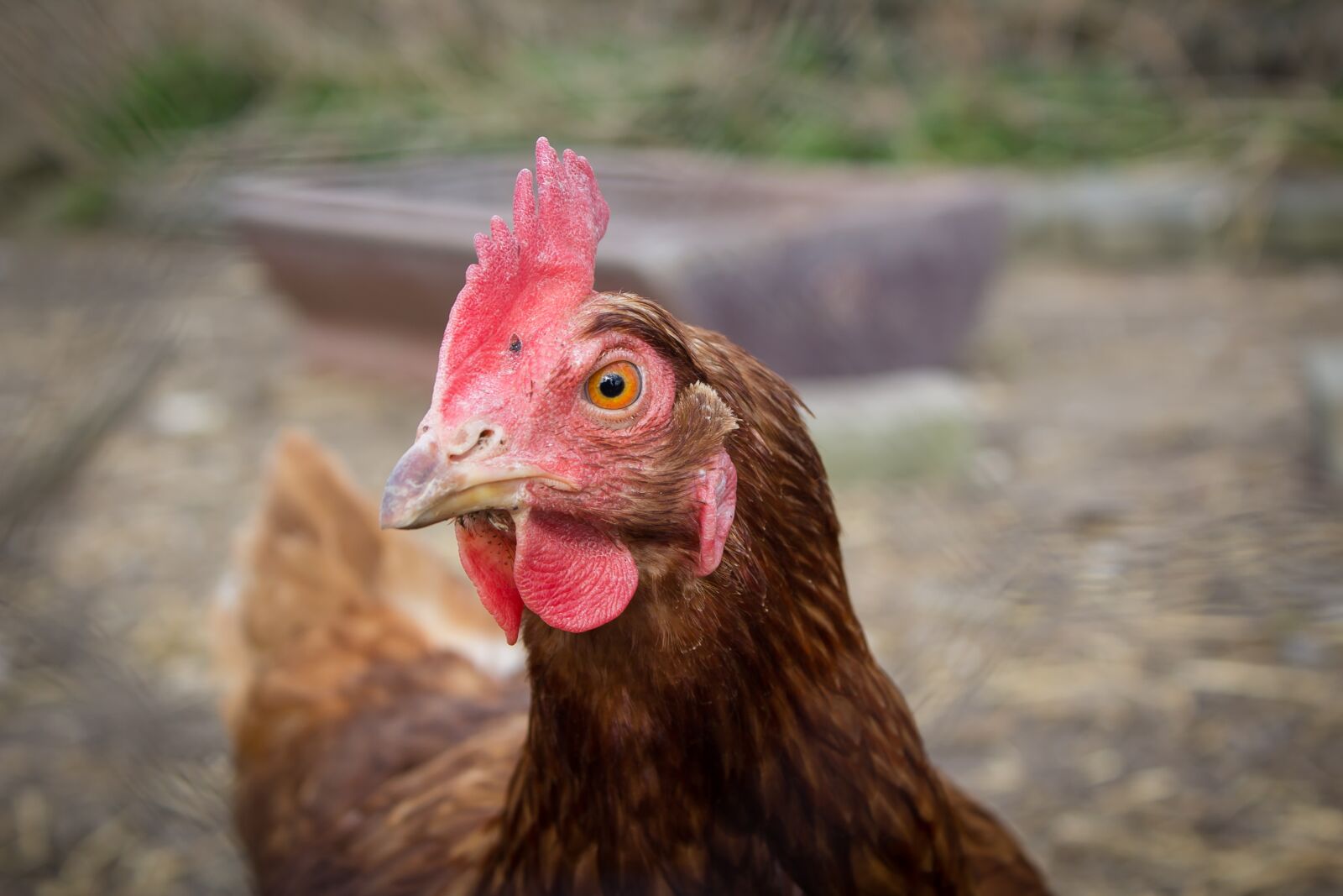 Canon EOS 600D (Rebel EOS T3i / EOS Kiss X5) sample photo. Chicken, chicken coop, hen photography
