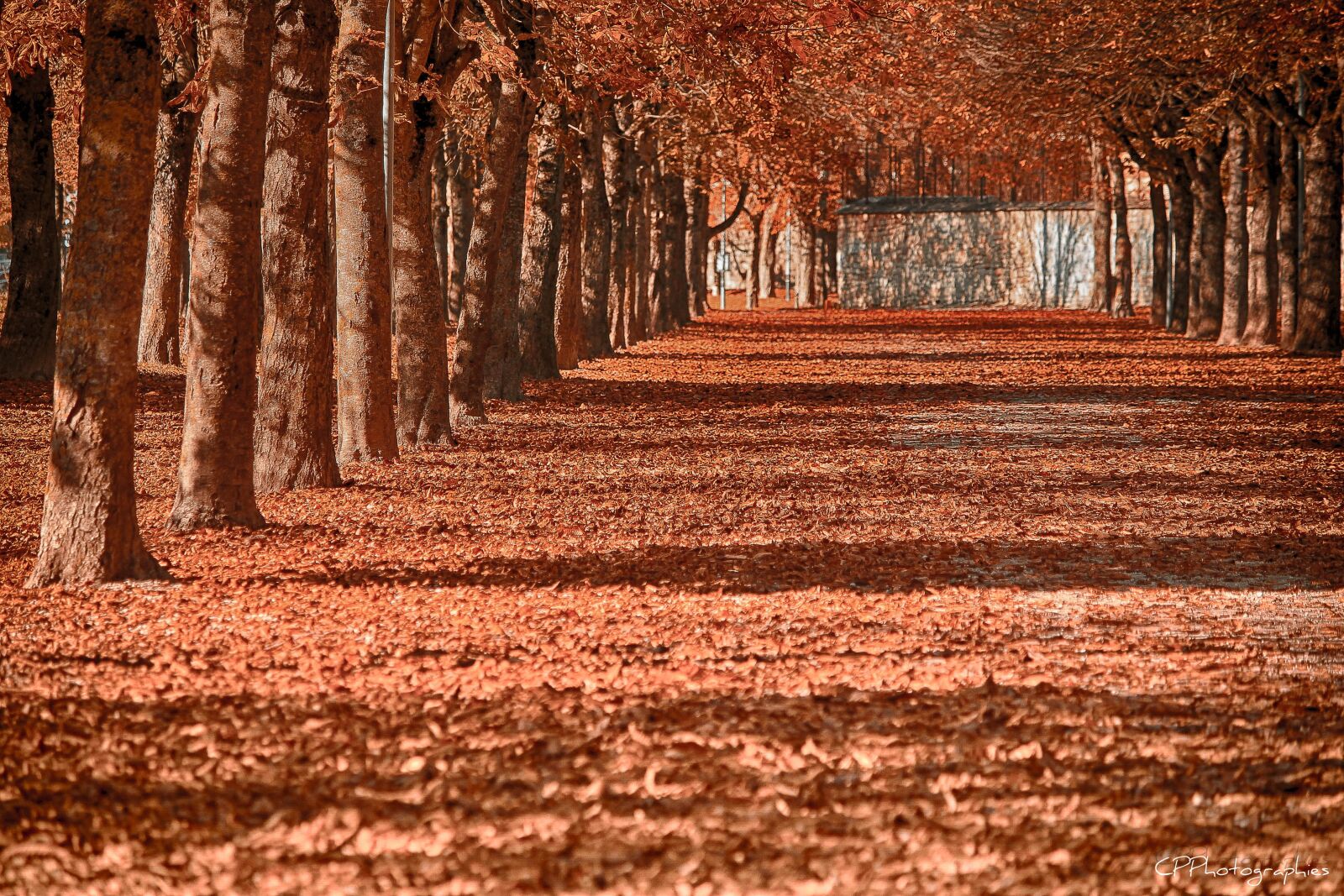 Canon EOS 1100D (EOS Rebel T3 / EOS Kiss X50) sample photo. Fall, leaves, red photography
