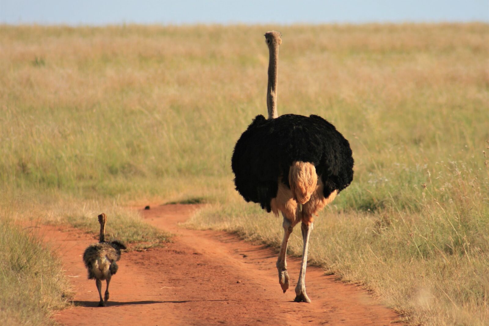 Canon EOS 400D (EOS Digital Rebel XTi / EOS Kiss Digital X) sample photo. Father, son, ostrich photography