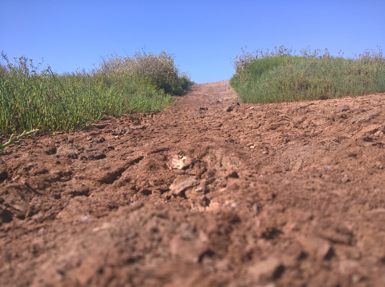 Microsoft Lumia 640 XL sample photo. Floor, land, plant photography