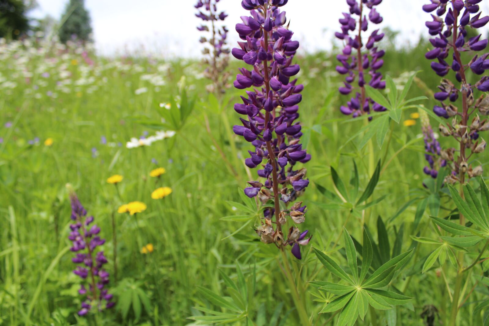 Canon EOS 600D (Rebel EOS T3i / EOS Kiss X5) sample photo. Flower, flowers, garden photography