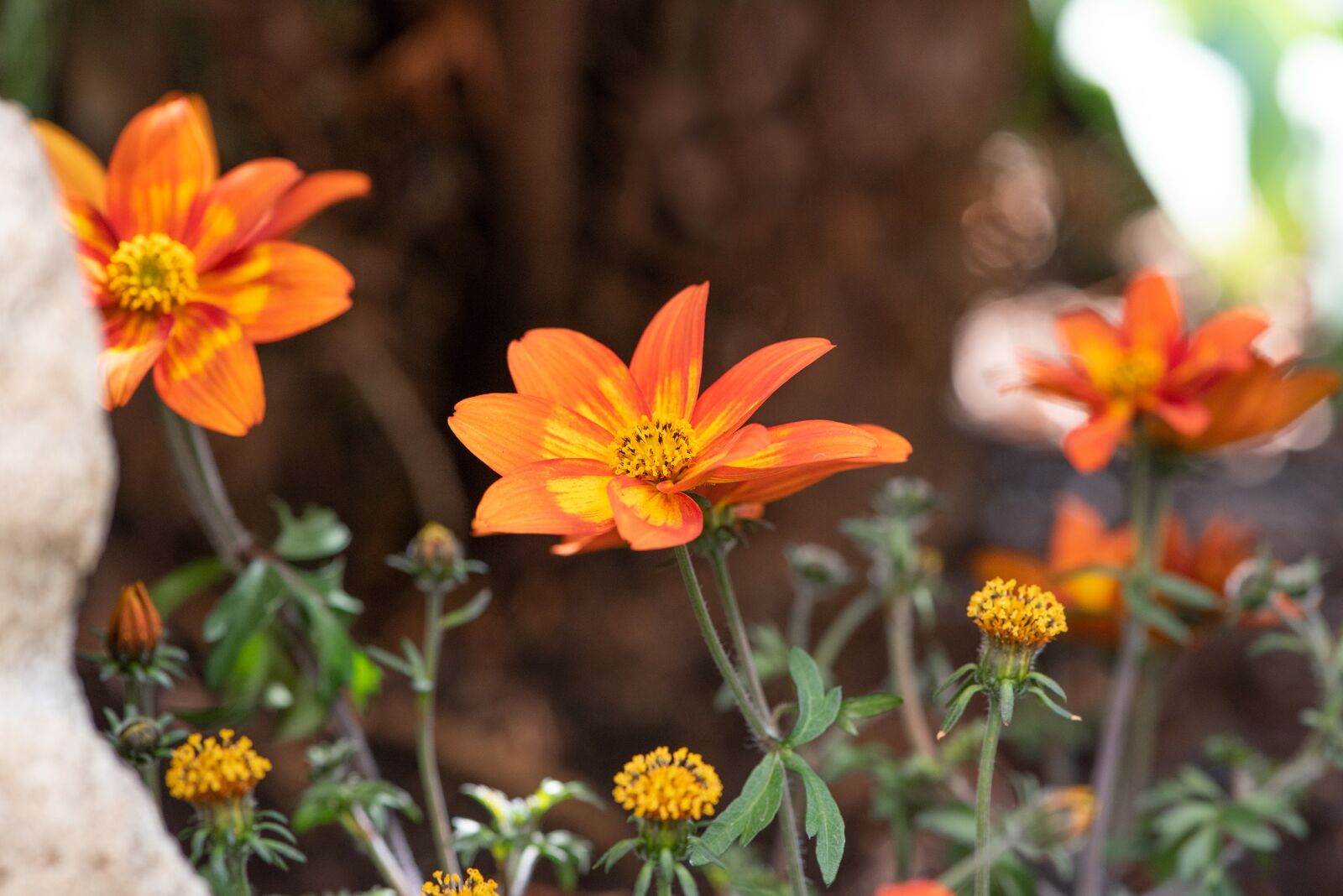 Nikon D750 sample photo. Flowers, orange, garden photography