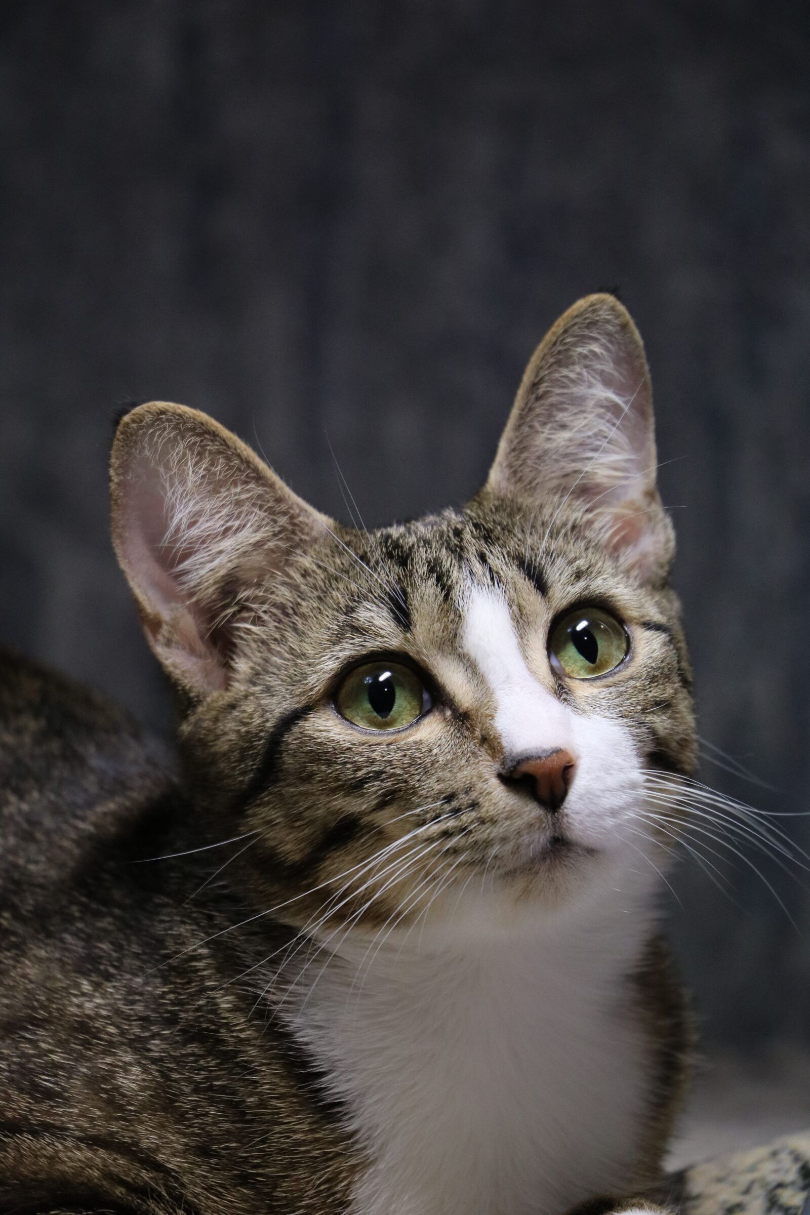 Canon EOS 750D (EOS Rebel T6i / EOS Kiss X8i) sample photo. Cat, animal, pet photography