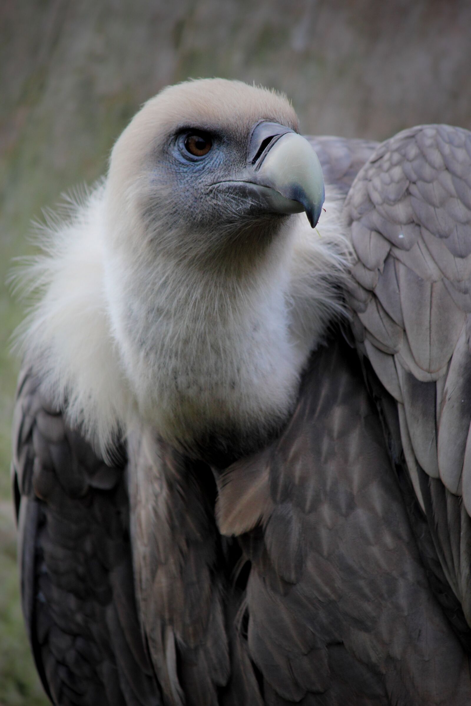 Canon EOS 60D sample photo. Vulture, feathers, bird photography