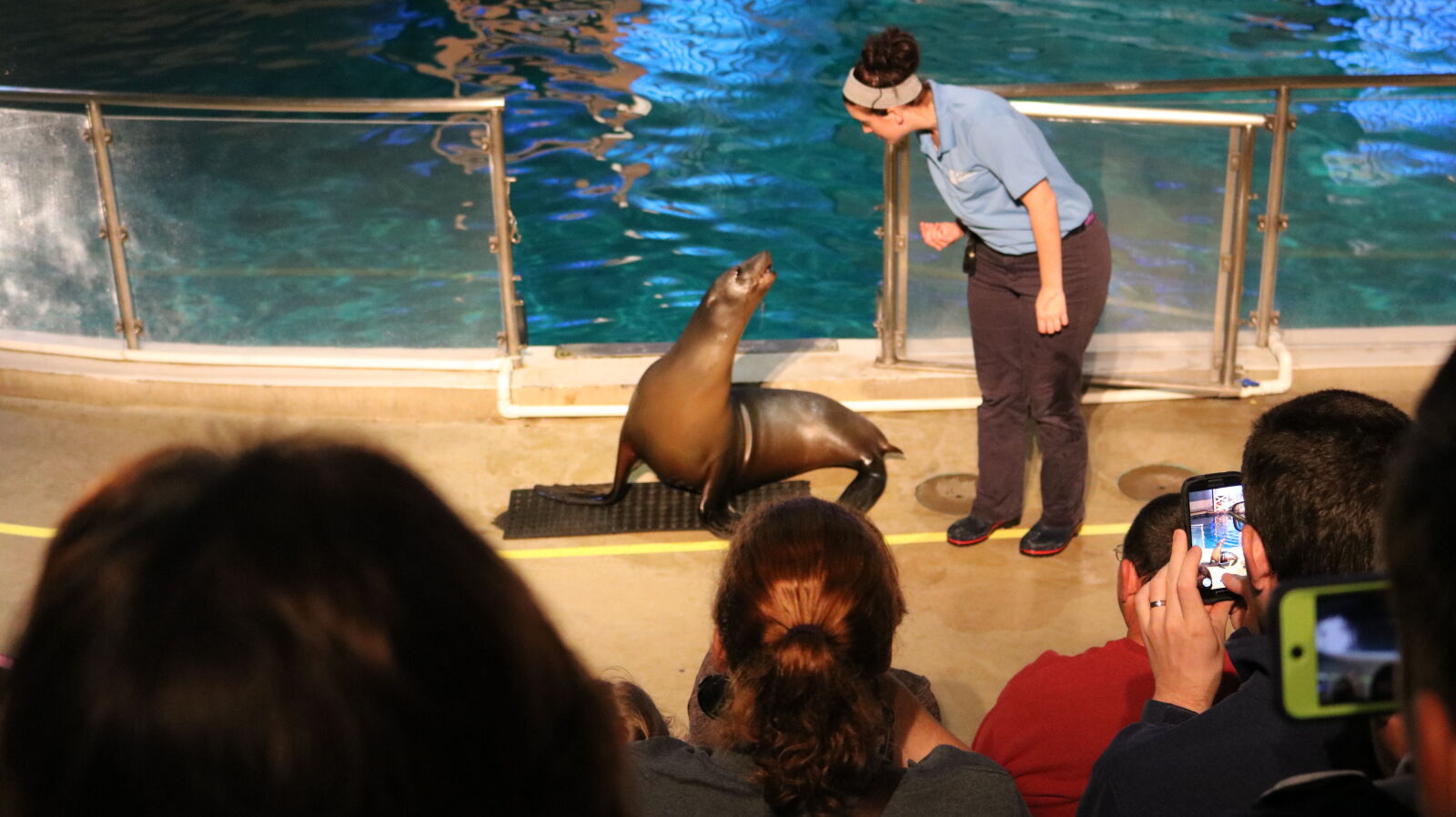 Canon EOS 750D (EOS Rebel T6i / EOS Kiss X8i) sample photo. Pip, seal, water photography