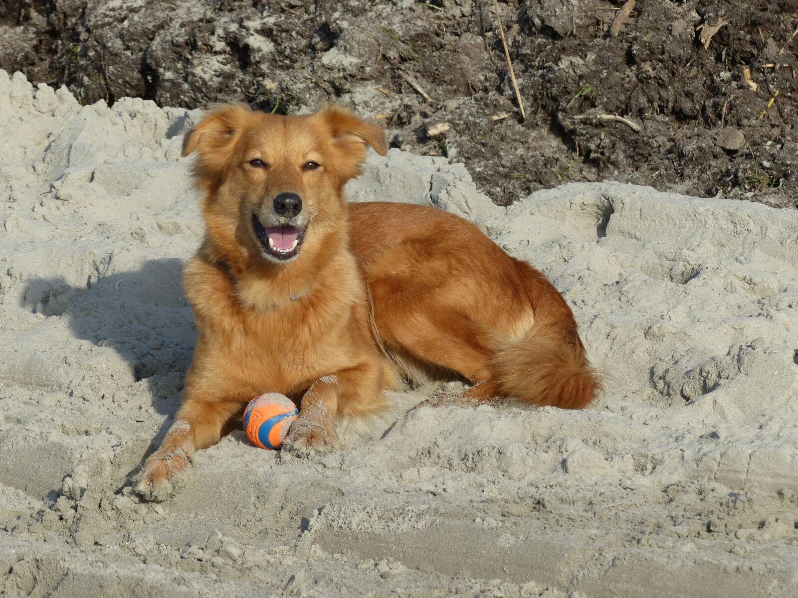 Panasonic Lumix DMC-FZ200 sample photo. Dog, sweet, small photography