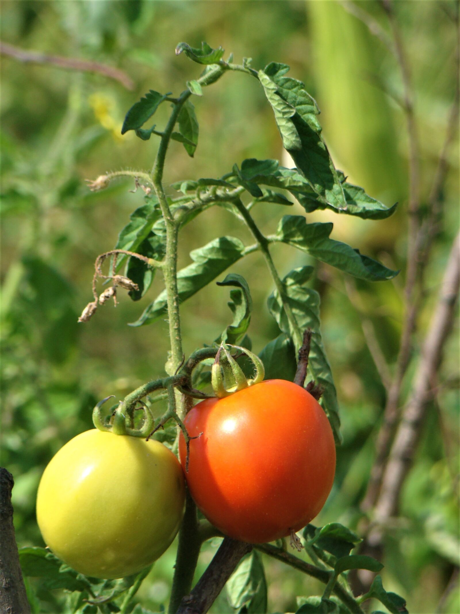 Sony DSC-H9 sample photo. Tomato, nature, red photography
